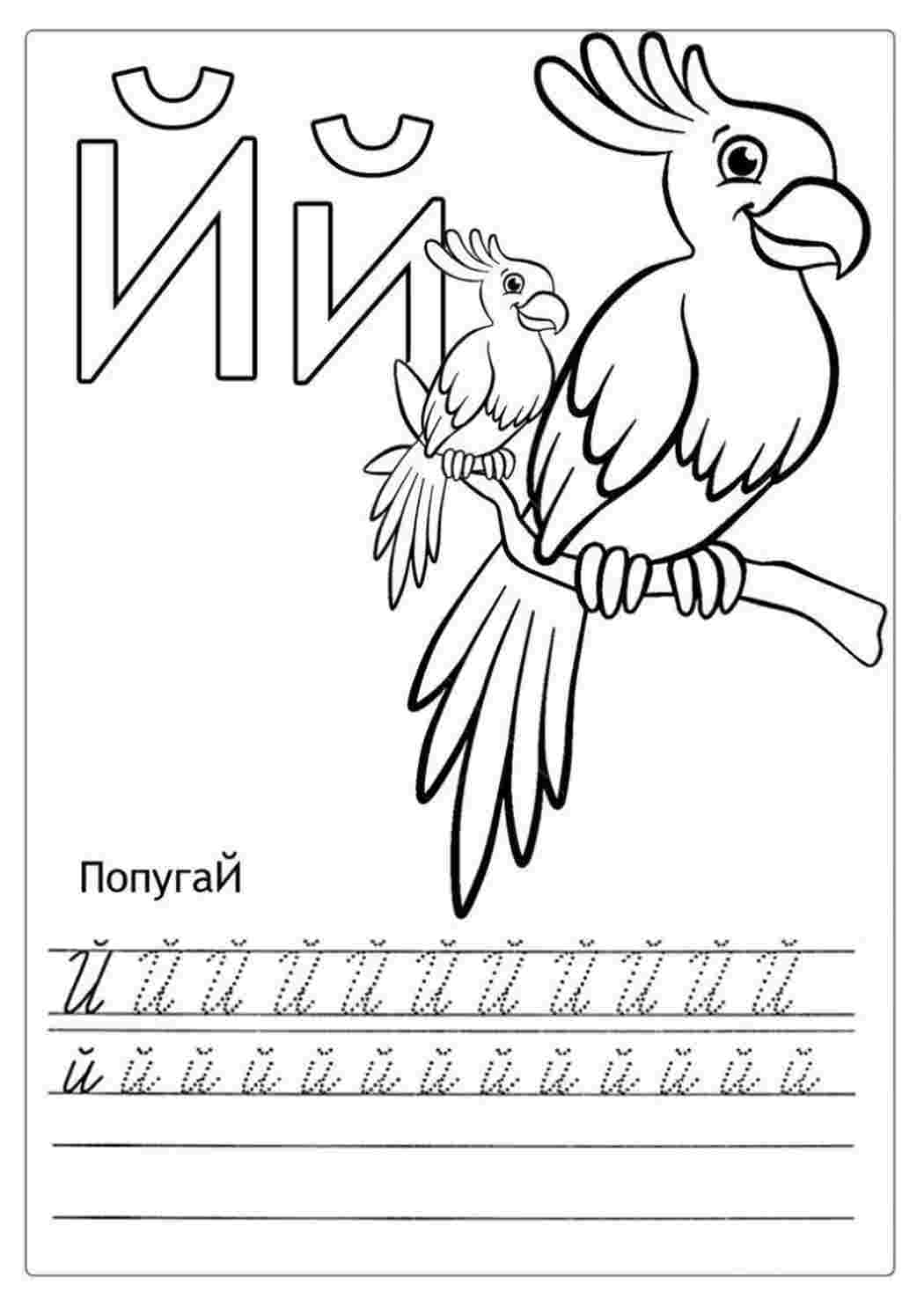 Буква Й пропись с попугаями. Раскраски.