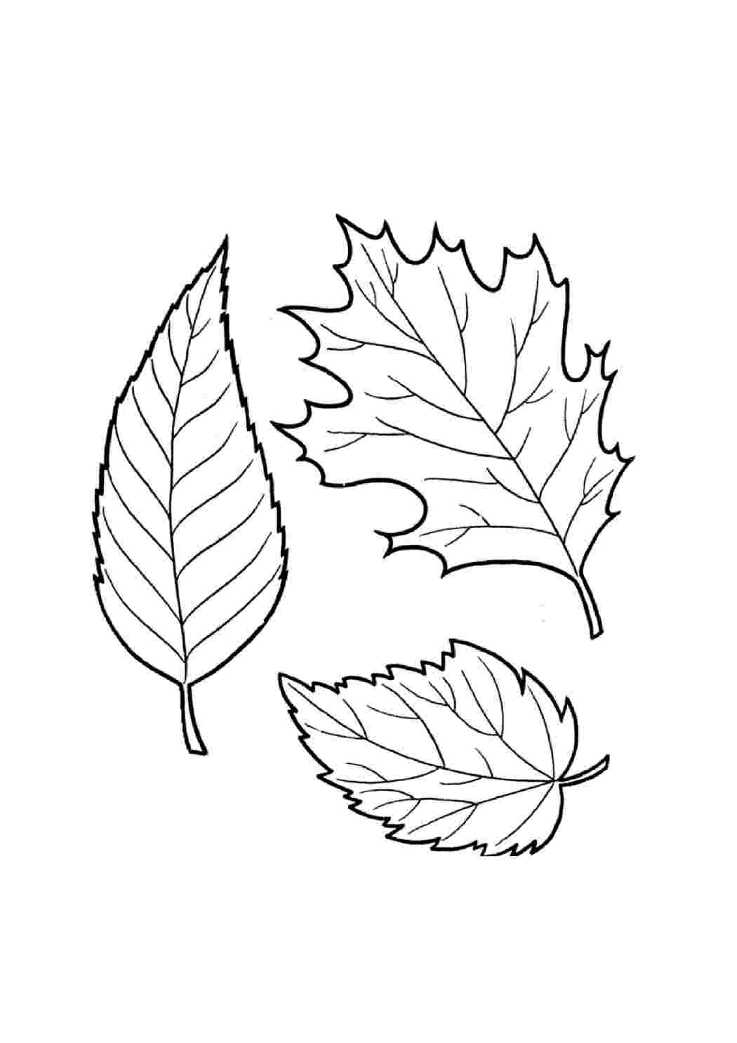 Рисунки листьев разных