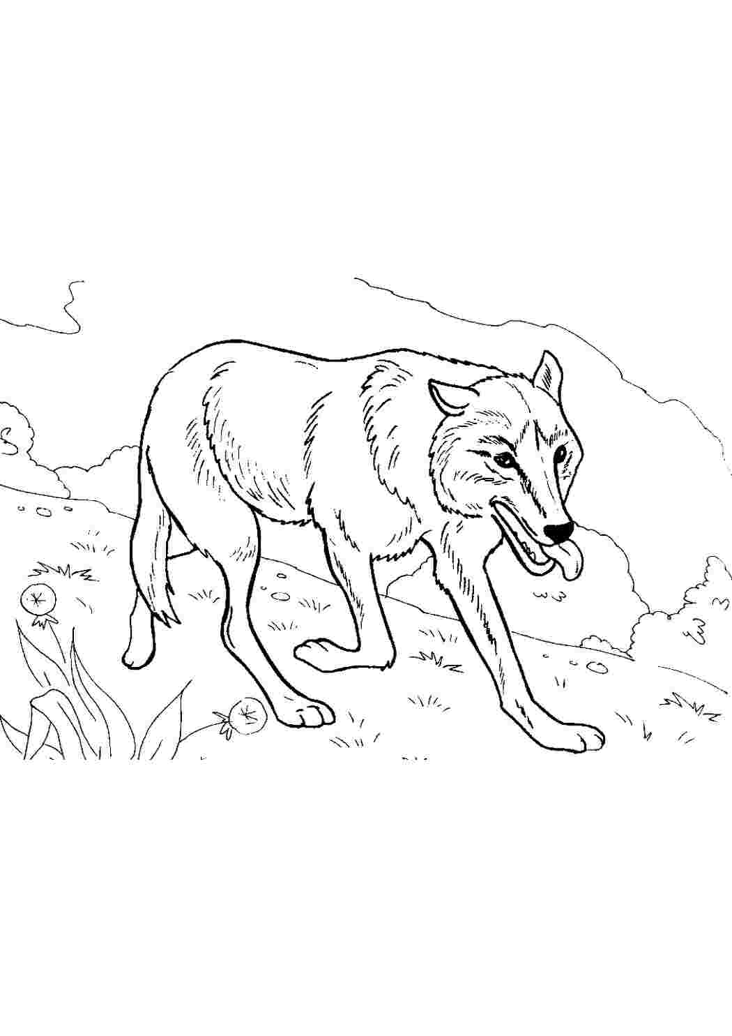Волк в лесу рисунок - 63 фото