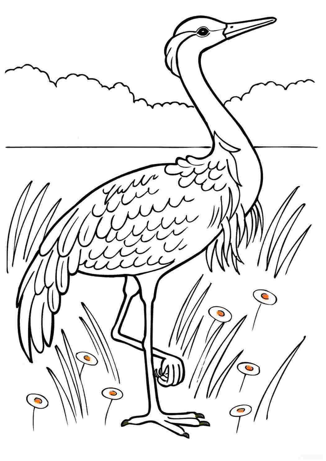 Первые уроки Перелетные птицы. Раскраска 8л А5ф цветной блок на скобе