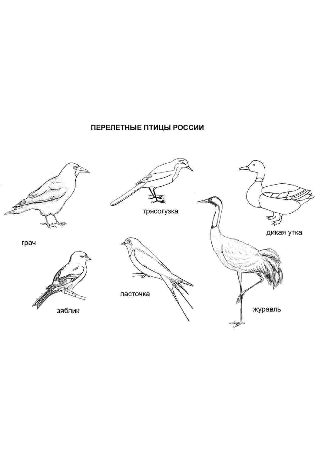 Раскраски Картинка перелетные птицы. Раскрашивать онлайн. Картинка перелетные птицы. Бесплатно найти раскраску.