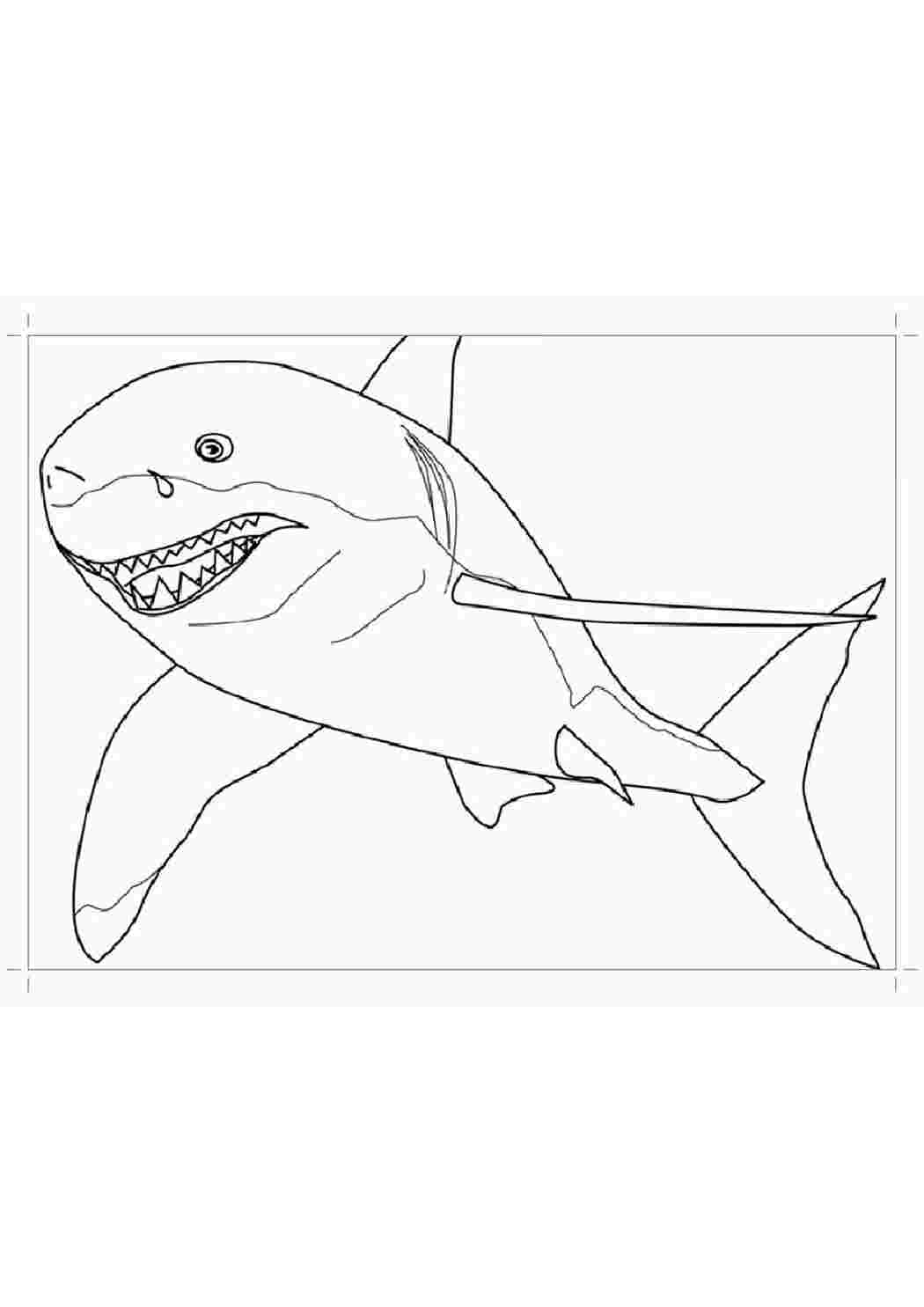Раскраски Акулы. +50 раскрасок с акулами