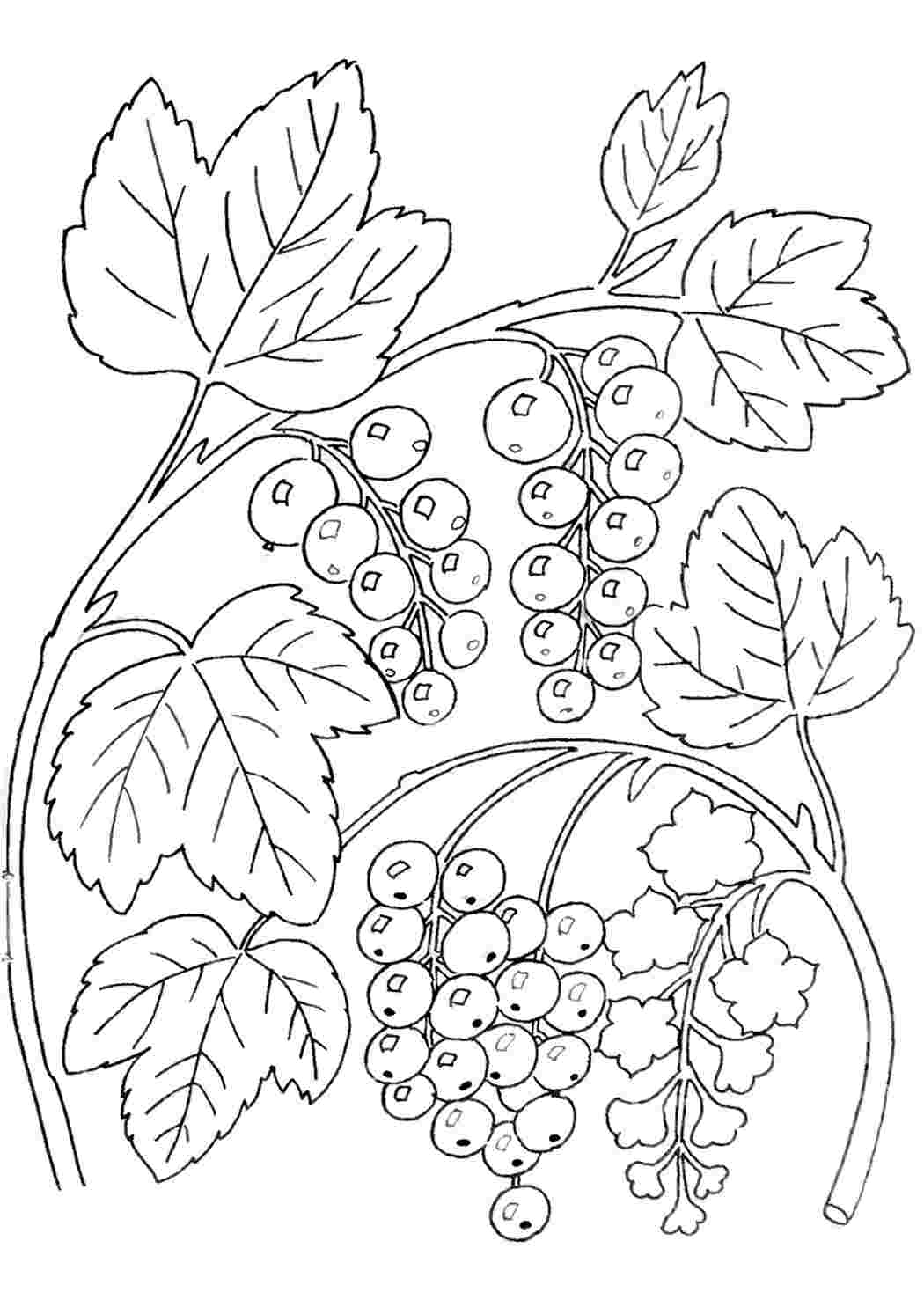 раскраска смородина. Раскраска для печати.
