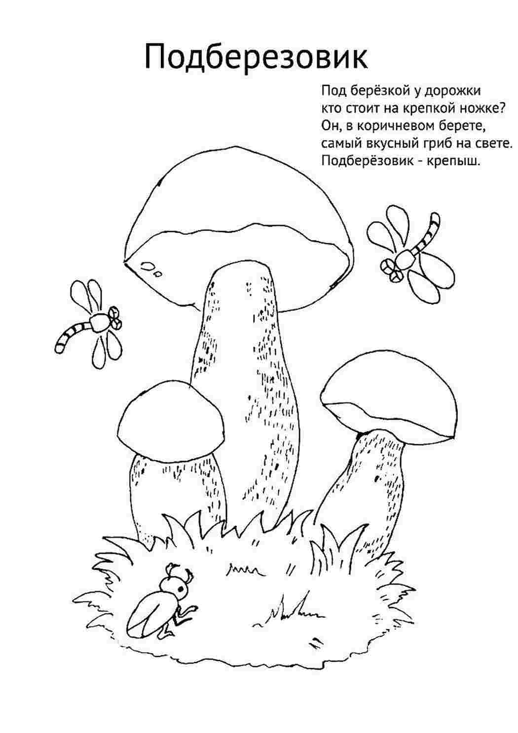 Раскраски раскраска подберезовик. Красивые раскраски. раскраска подберезовик. Развивающие раскраски.