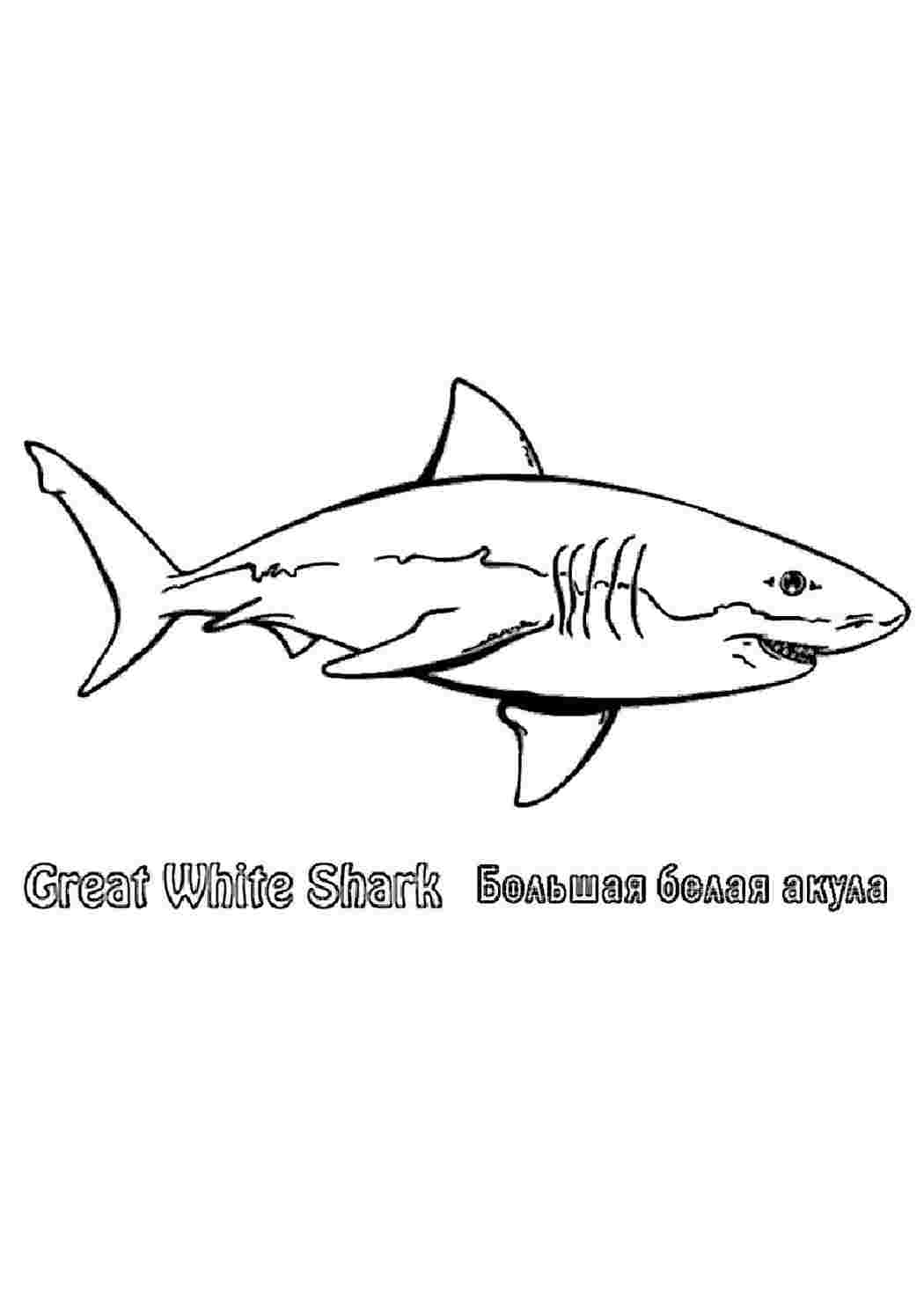 Бесплатные раскраски акула. Распечатать раскраски бесплатно и скачать раскраски онлайн.