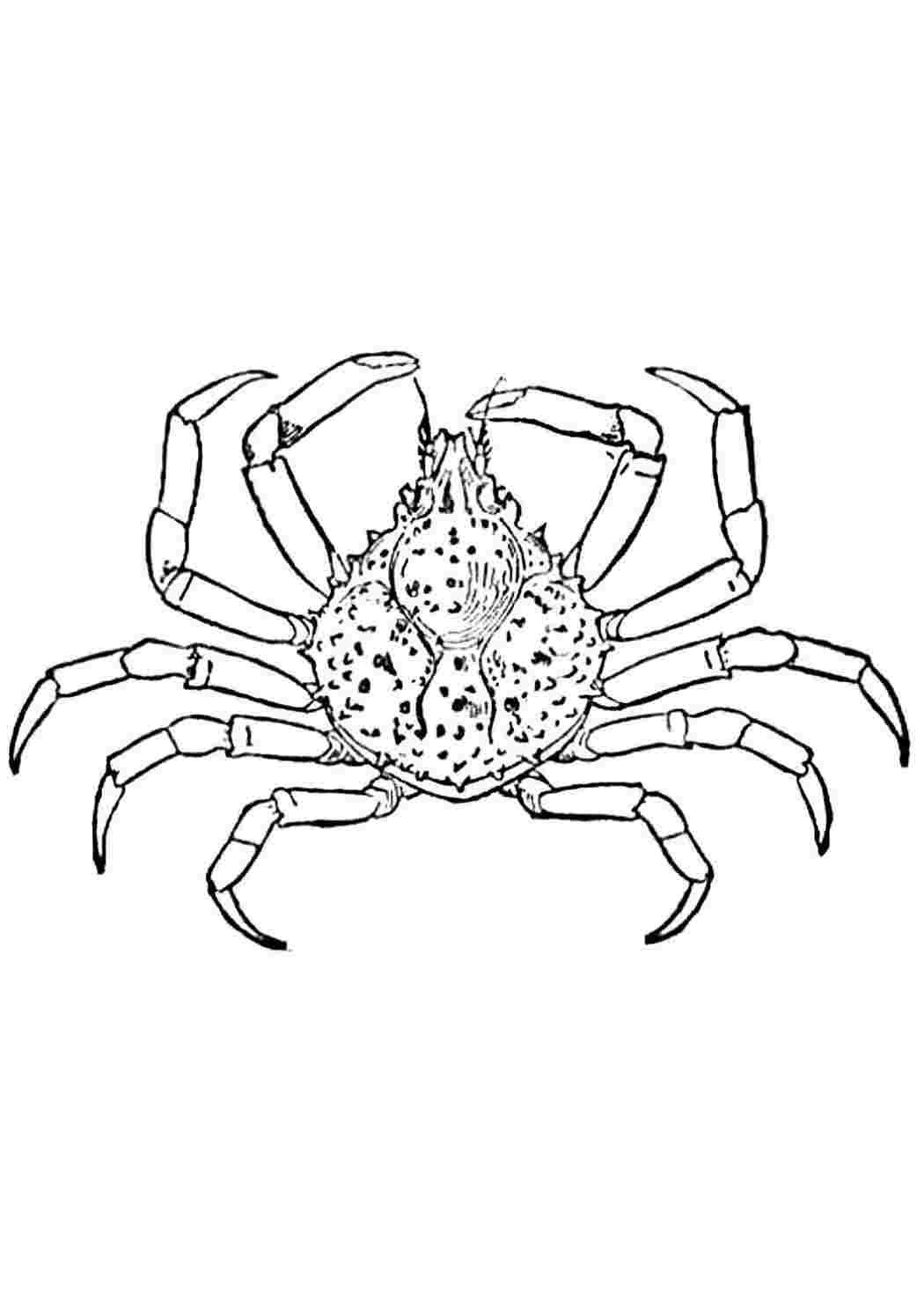 Раскраска краб . раскраска краб. Онлайн раскраски.