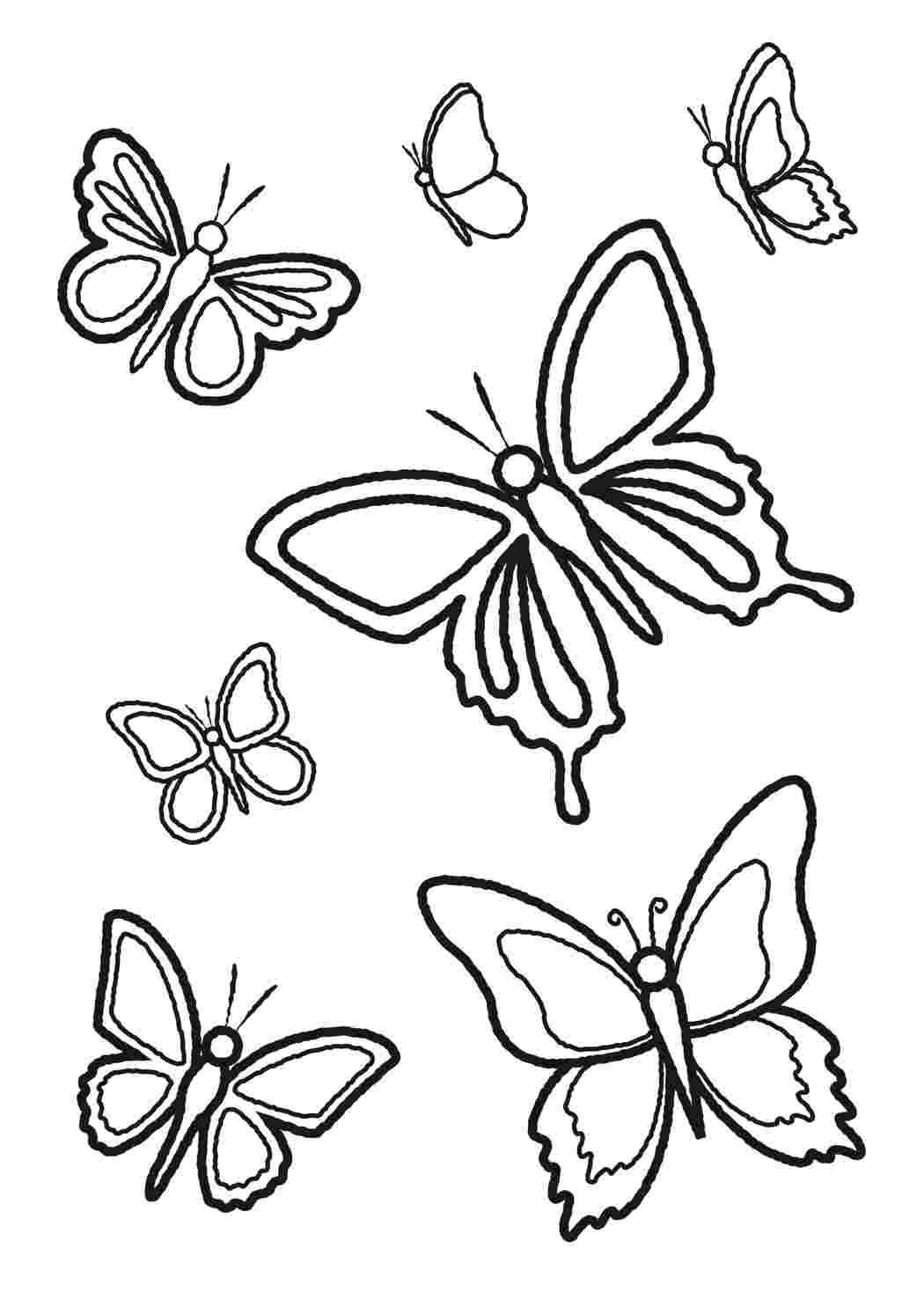 Раскраски разные бабочки. Черно белые раскраски. разные бабочки. Много раскрасок.