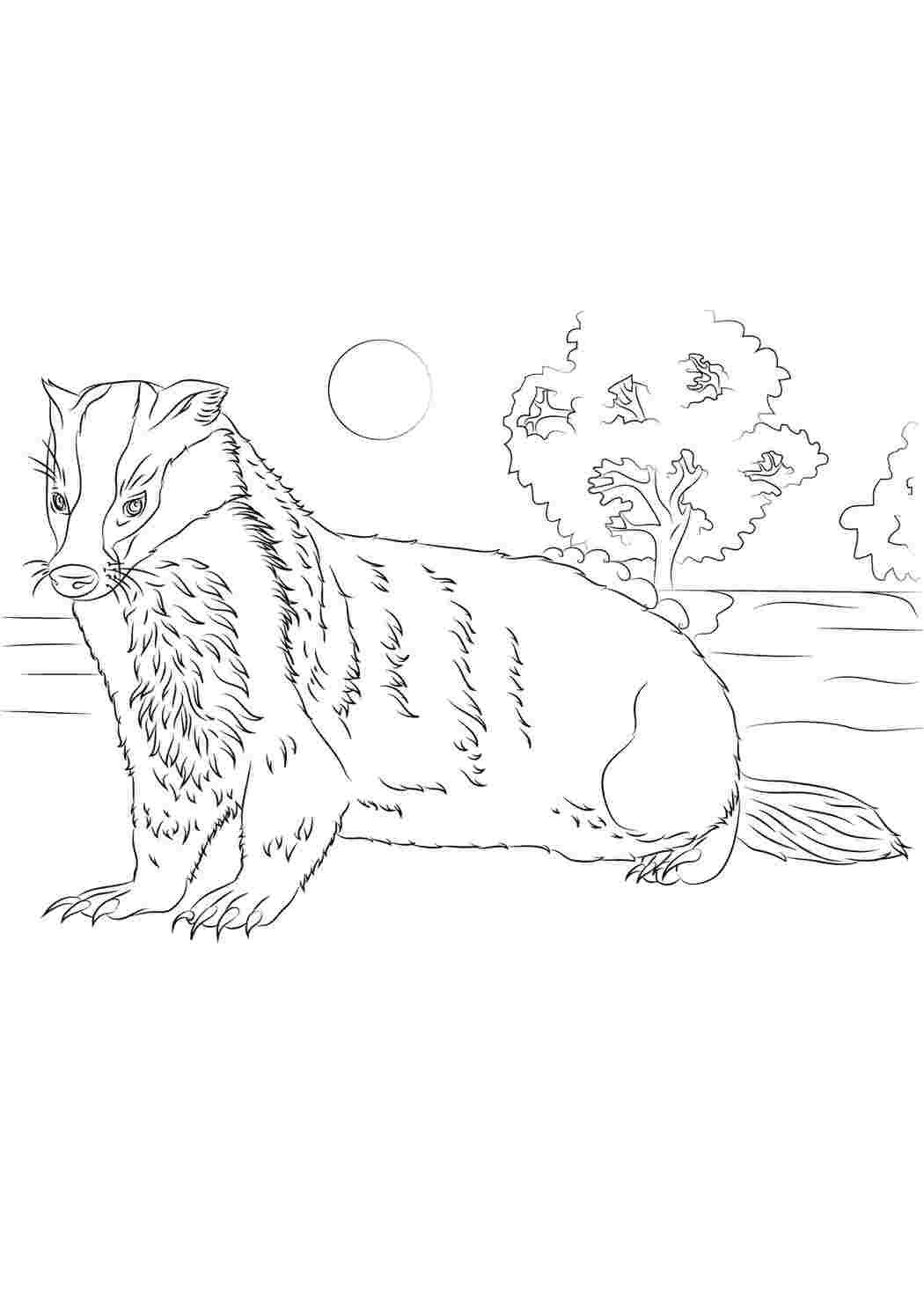 Барсук (Badger) | Раскраска для детей 4, 5, 6, 7 лет: 10 разукрашек