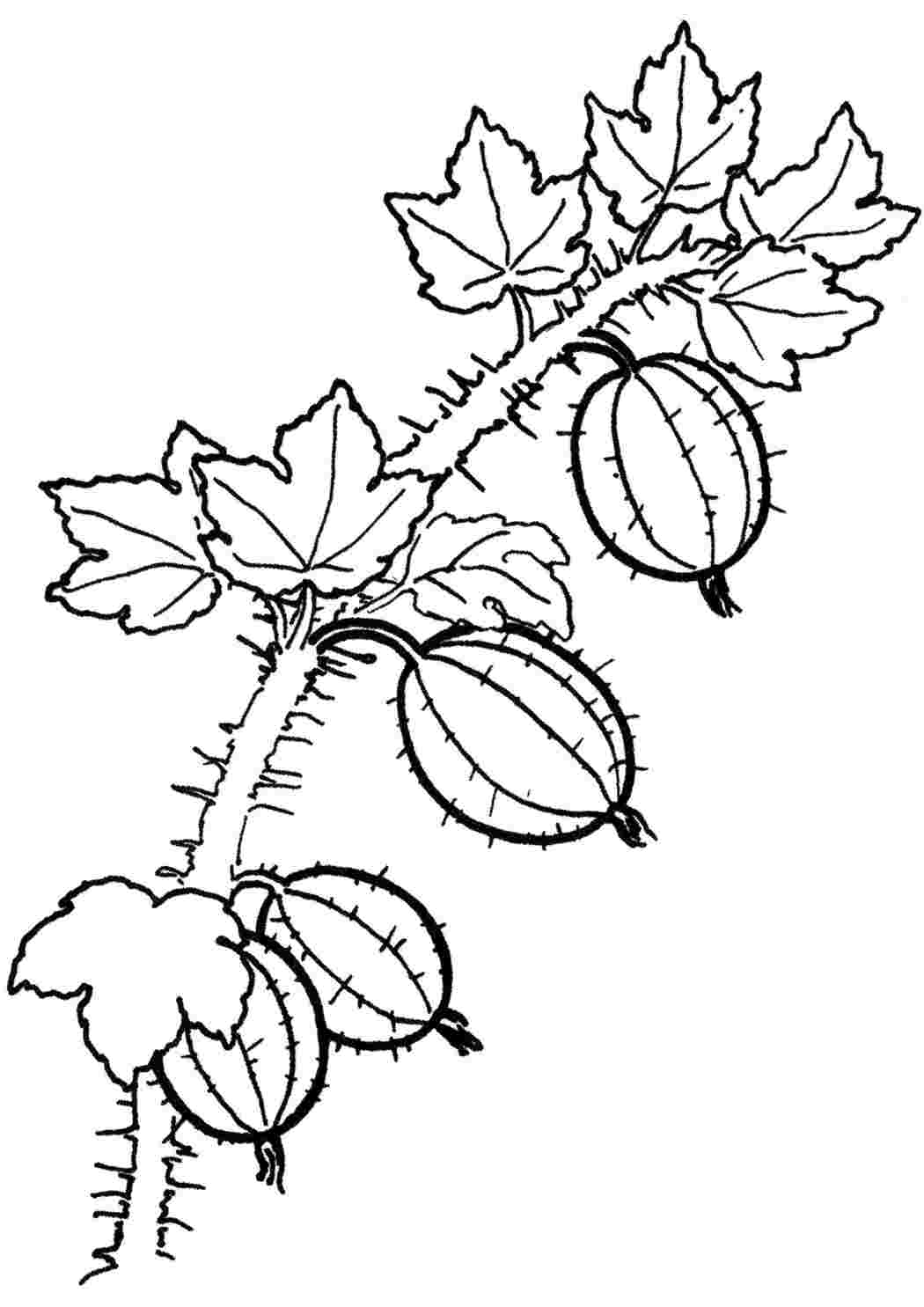 Раскраски Веточка крыжовника. Бесплатно найти раскраску. Веточка крыжовника. Обучающие раскраски.
