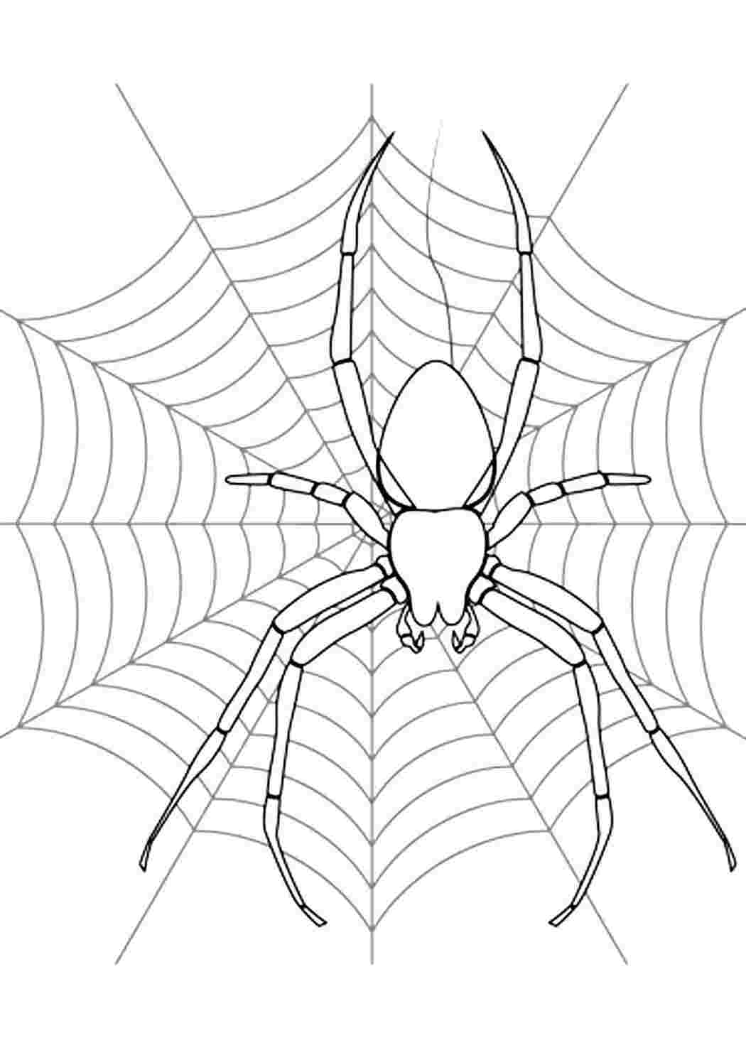 Раскраски детские раскраски раскраска паутина. Раскрашивать онлайн. детские раскраски раскраска паутина. Бесплатно найти раскраску.