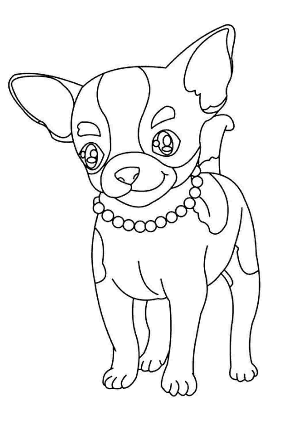 Раскраска собаки чихуахуа. Раскраска собаки Чихуахуа. Черно белые раскраски.