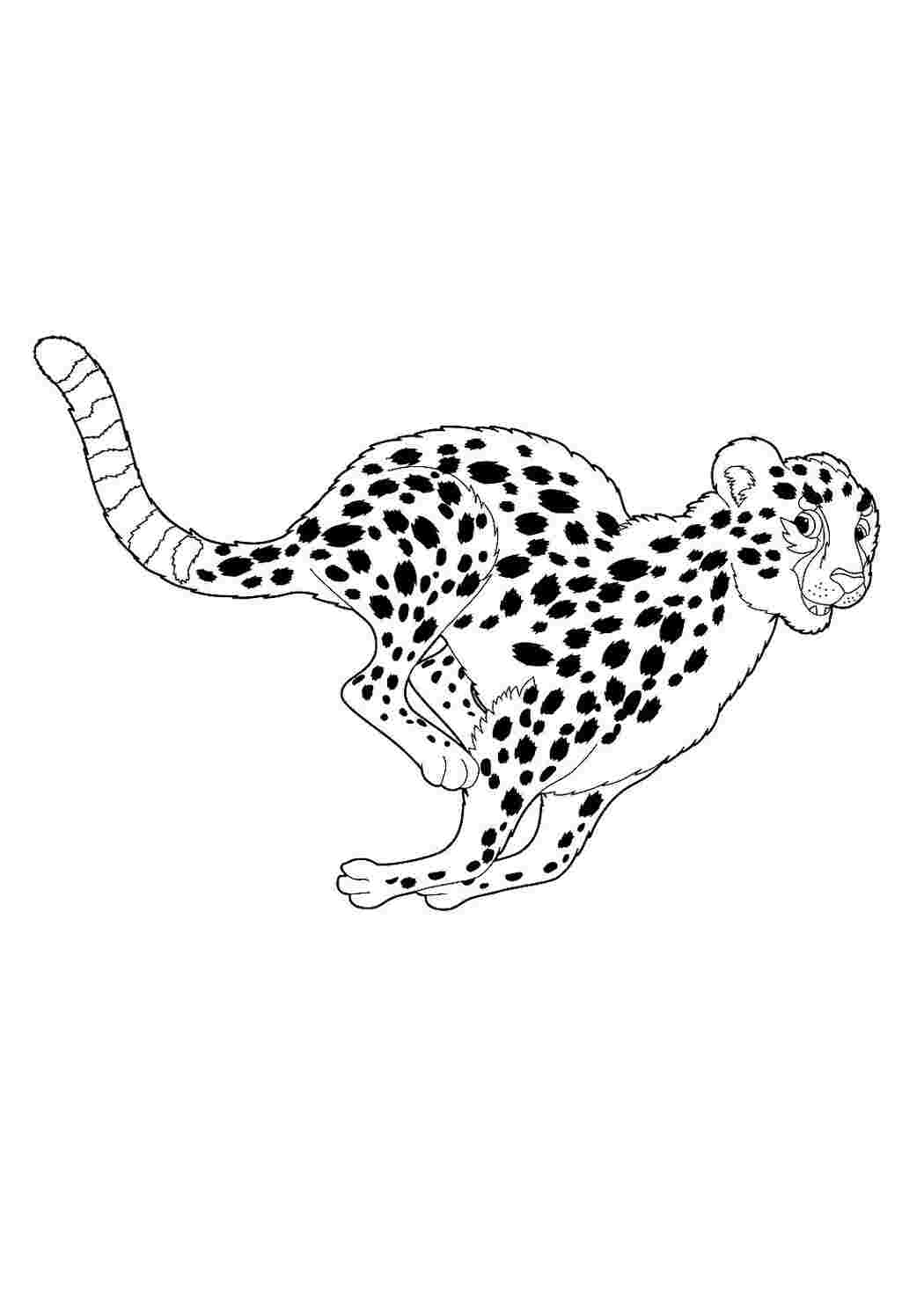 Раскраски Гепарды - распечатать бесплатно