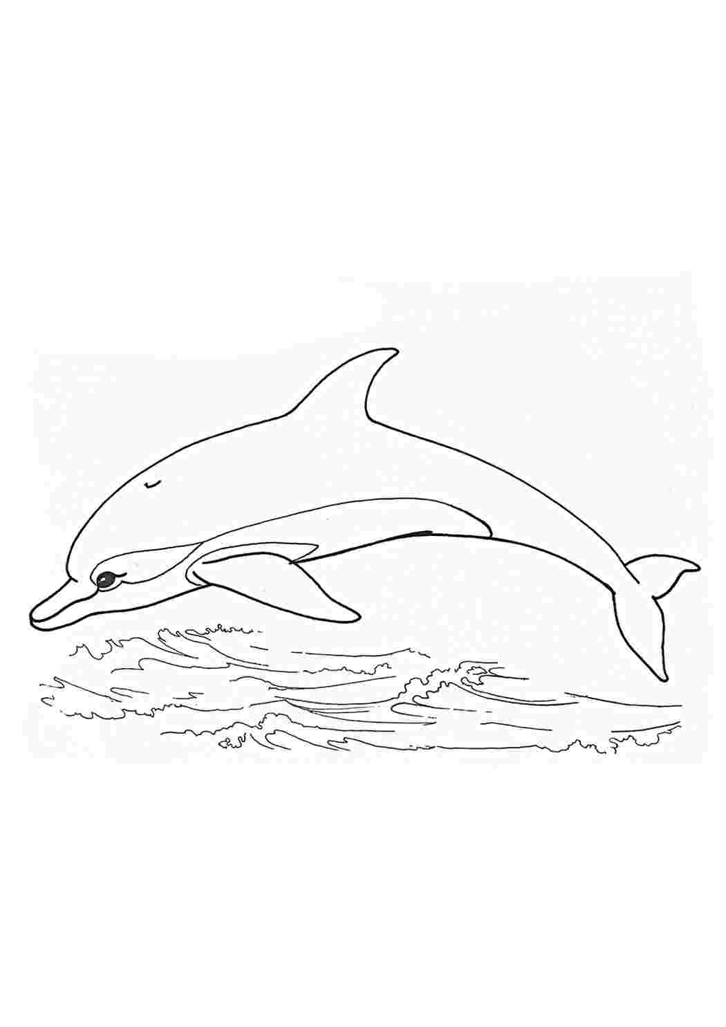 Стоковые фотографии по запросу Дельфин