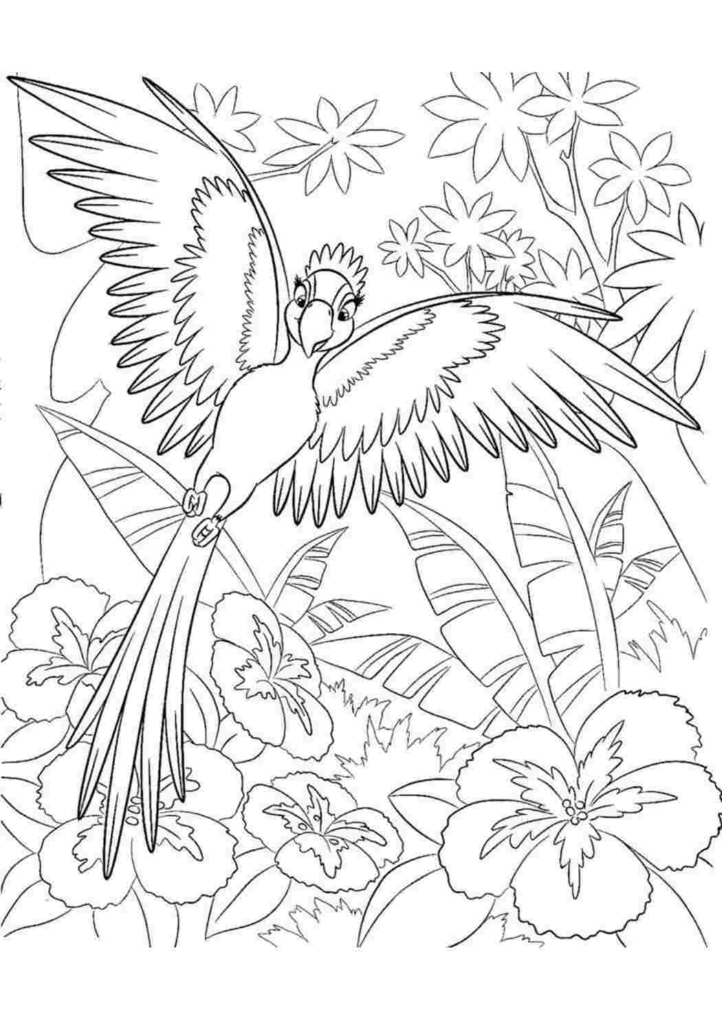 Игра Онлайн раскраска: Попугай Макао — Macaw Parrot Online Coloring