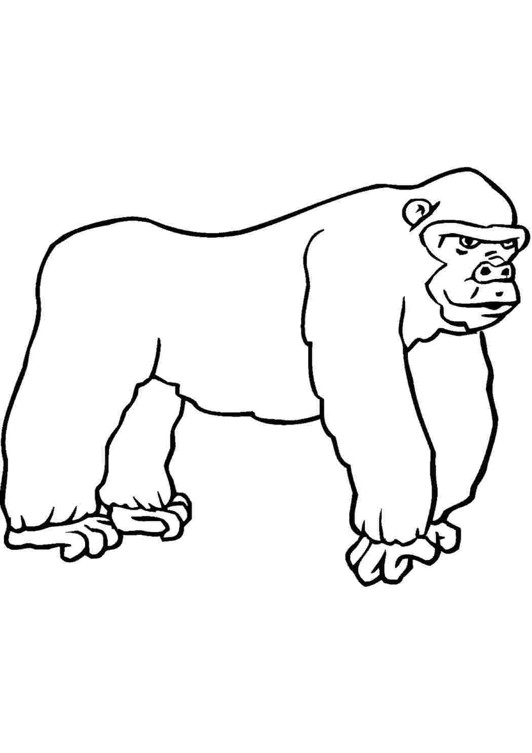 Раскраски обезьяны - для печати