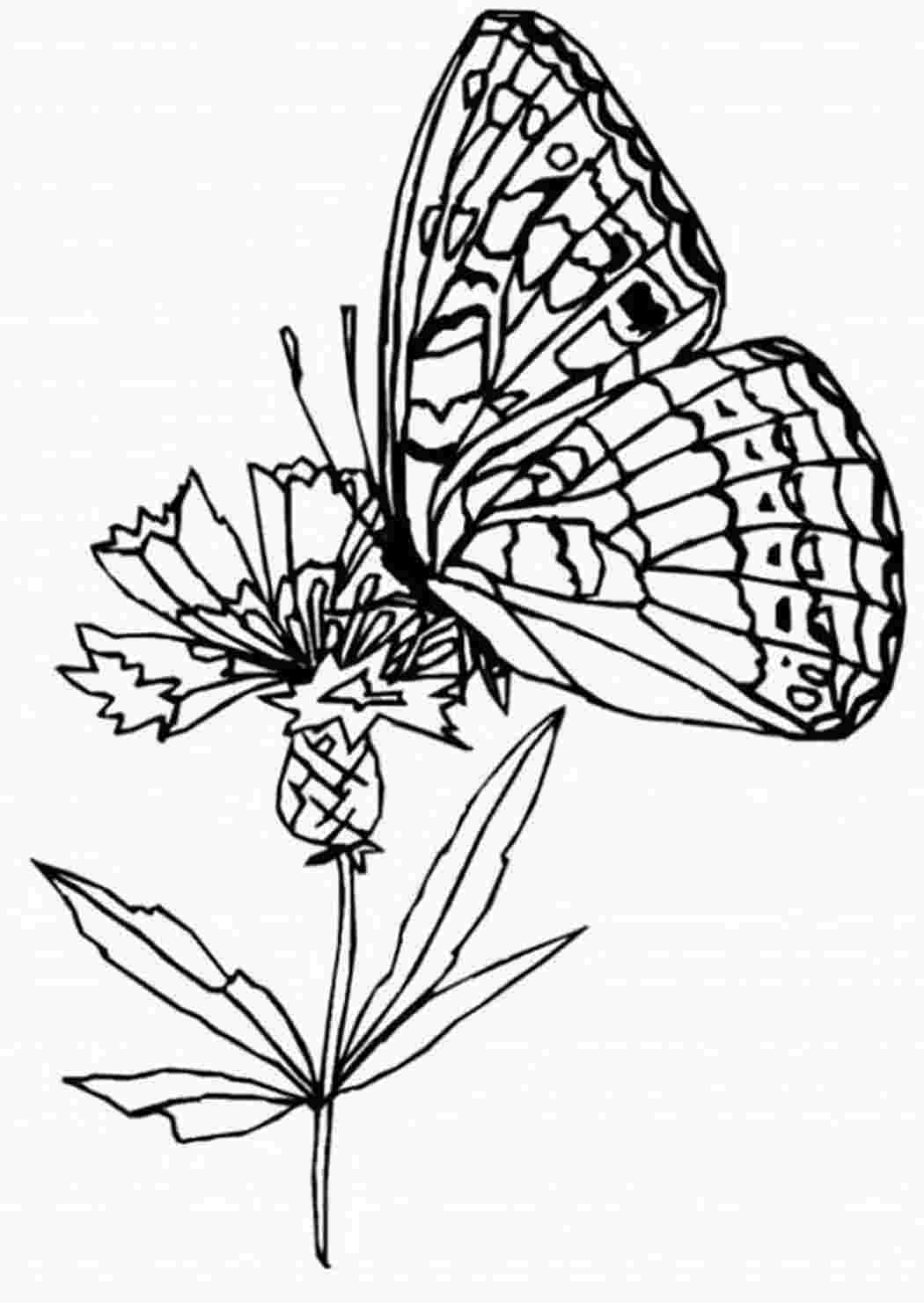 Бабочка на цветочке. Печатать раскарску.