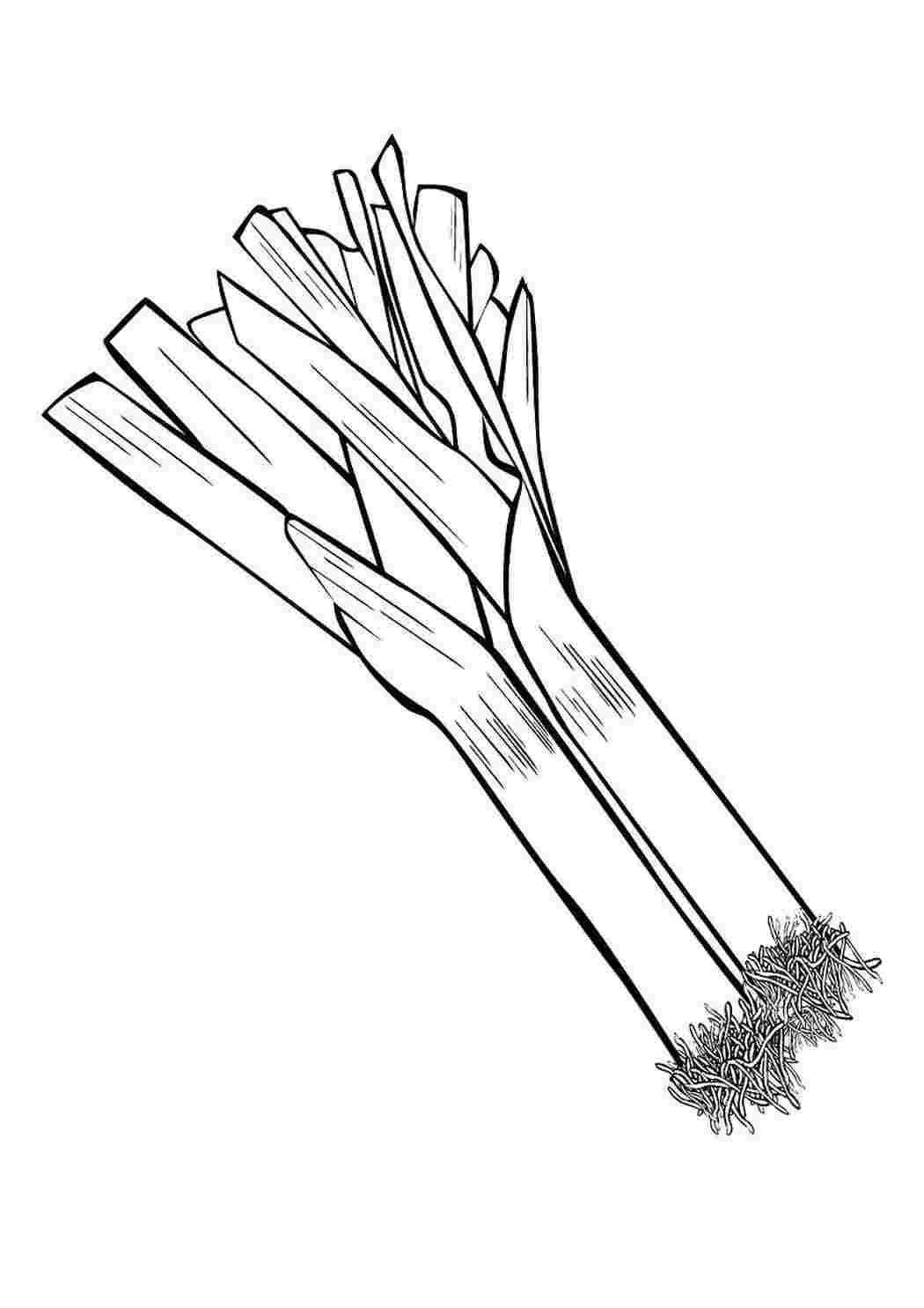 Раскраска Раскраска лук порей распечатать. Раскраски для развития.
