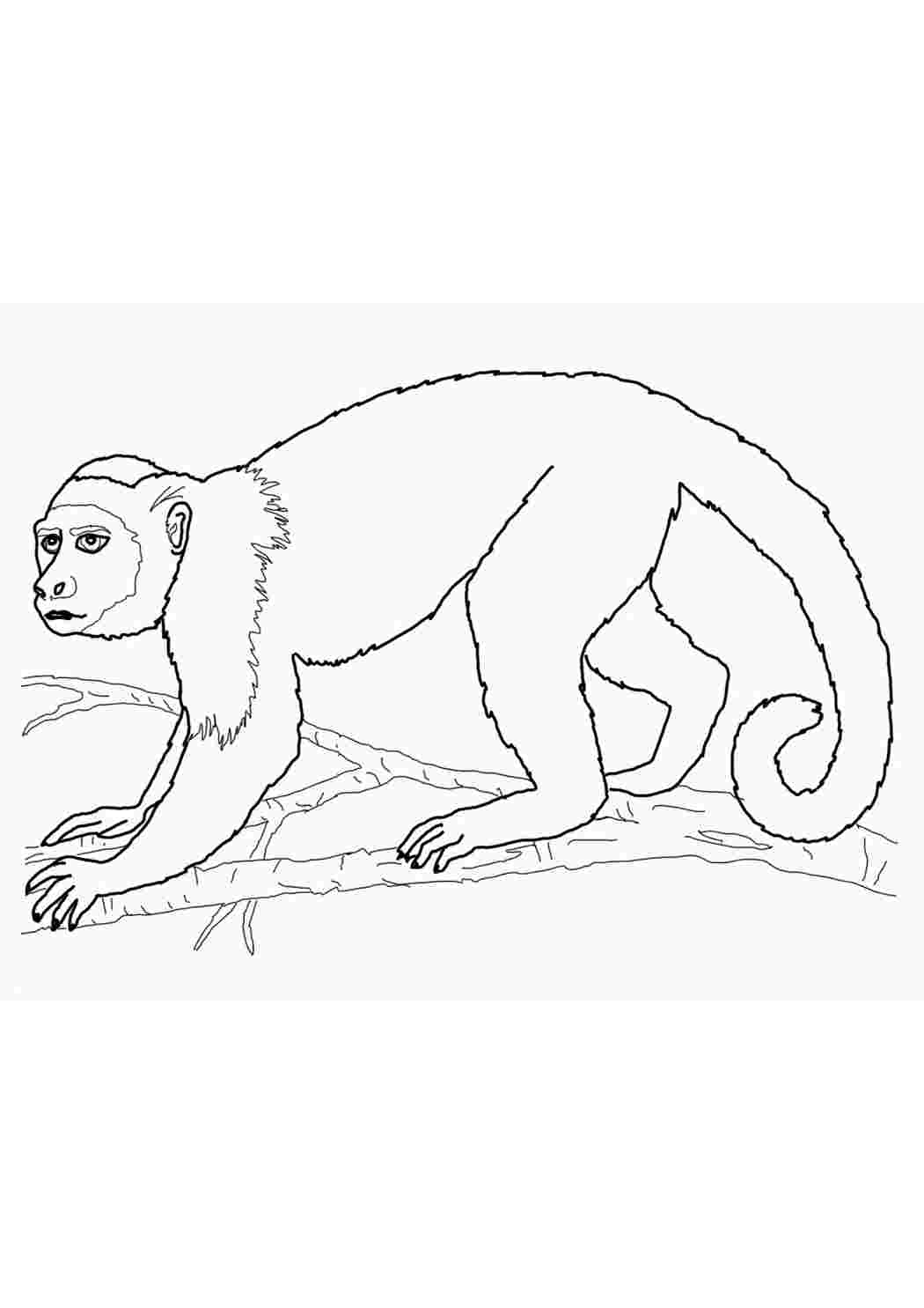 детские раскраски, животные, картинки, обезьяны горилла
