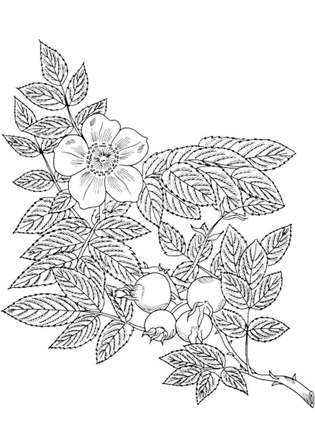Раскраски раскраска шиповник. Раскраска без регистарции. раскраска шиповник. Скачать раскраски.