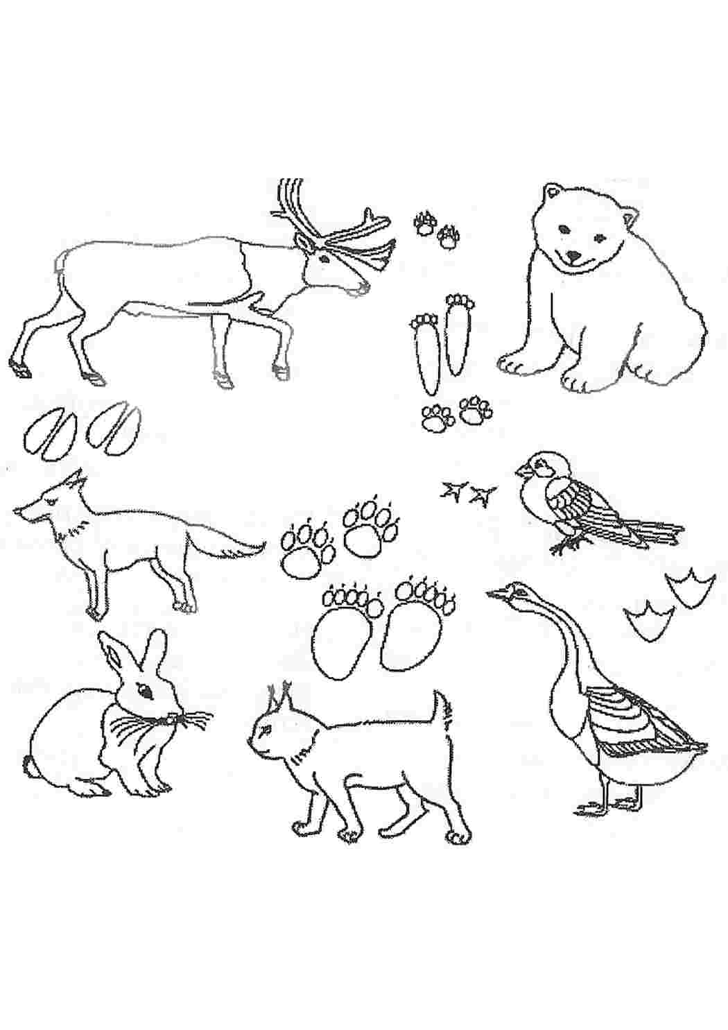 Наслаждайтесь бесплатными печатными страницами раскраски животных для детей