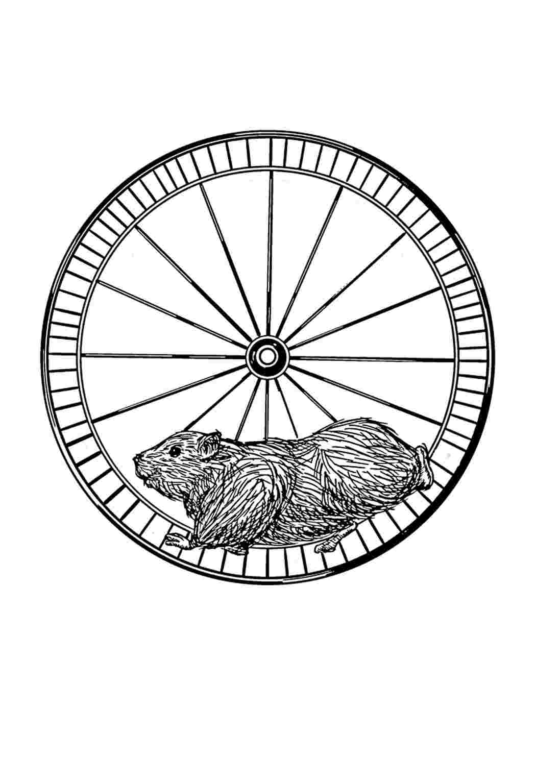 Раскраски Hamsteri treenaa ahkerasti ennen illallista. Раскраски в формате А4. Hamsteri treenaa ahkerasti ennen illallista. Онлайн раскраска.