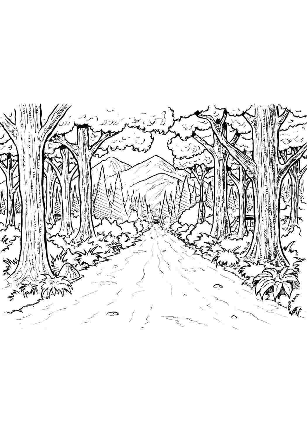 Раскраски осенний лес 2 на тему осень. Разукрашки. осенний лес 2 на тему осень. Бесплатно найти раскраску.