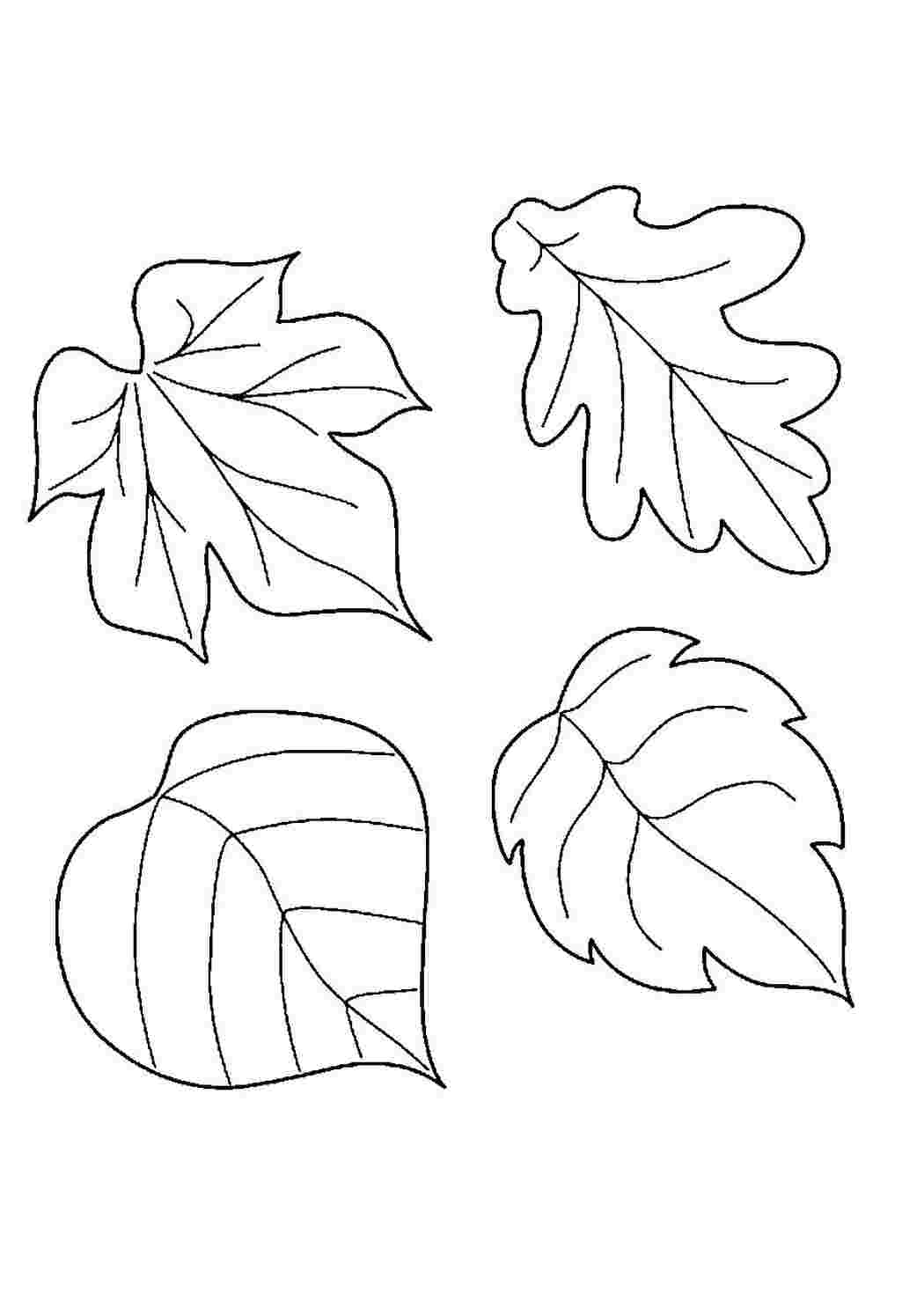 Раскраска Осенние листочки распечатать - Листья