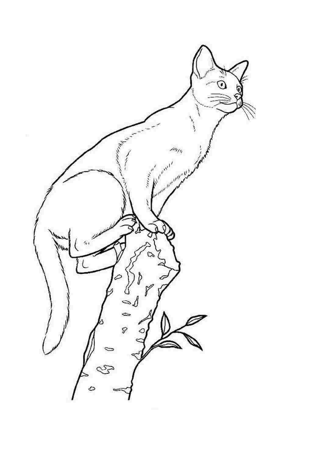 Раскраски Раскраски кошки и котята. Раскраски для развития. Раскраски кошки и котята. Распечатать раскраски.