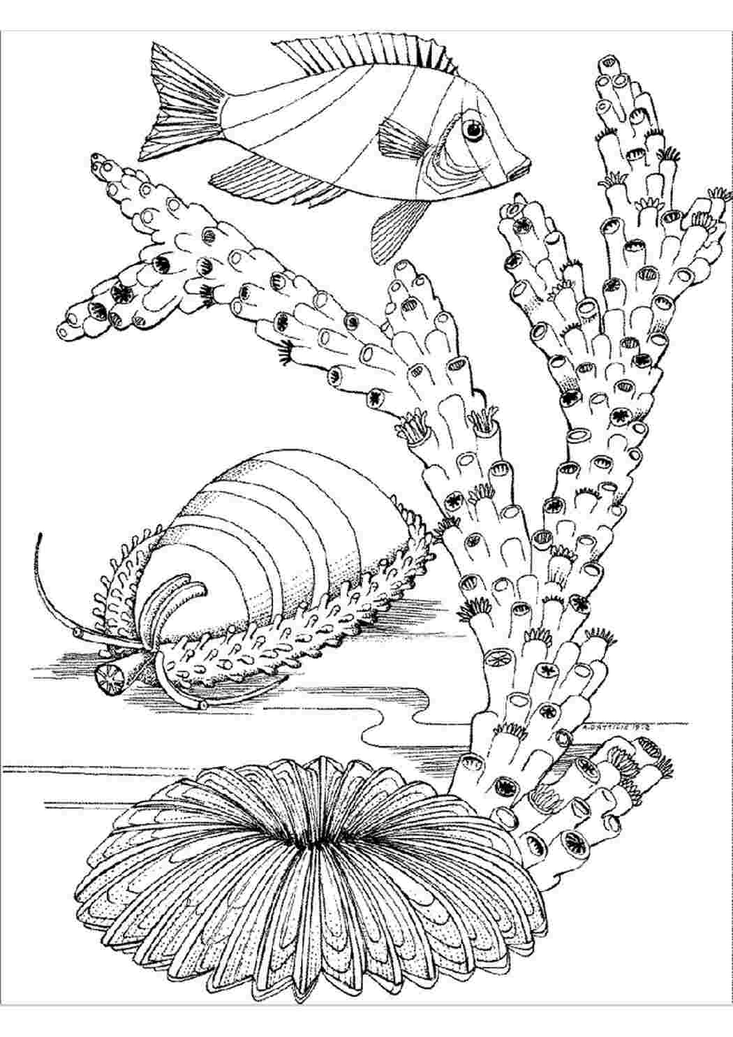 раскраски природа раскраска подводный мир. Скачать раскраски.