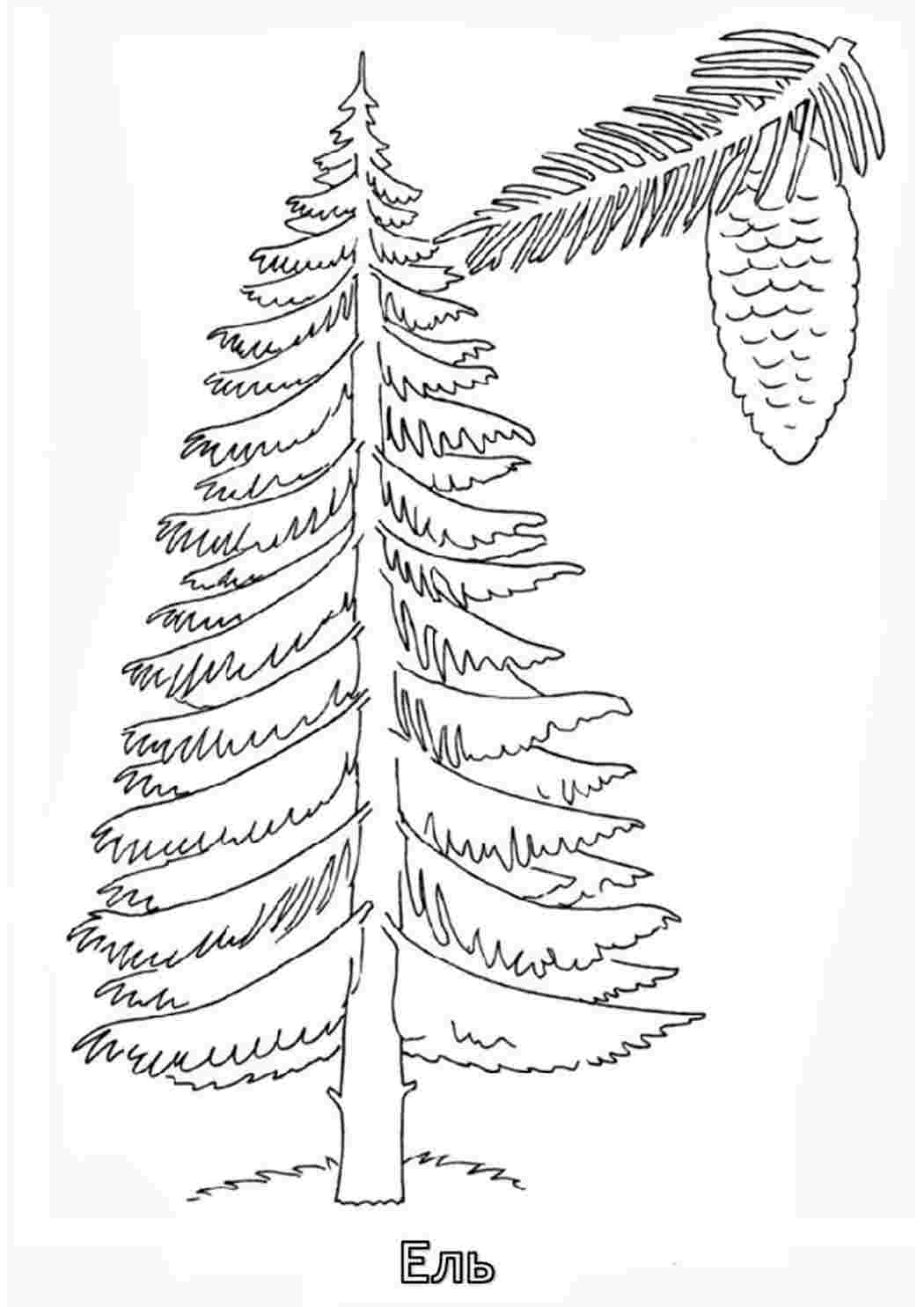 раскраска ель. Сайт с раскрасками.