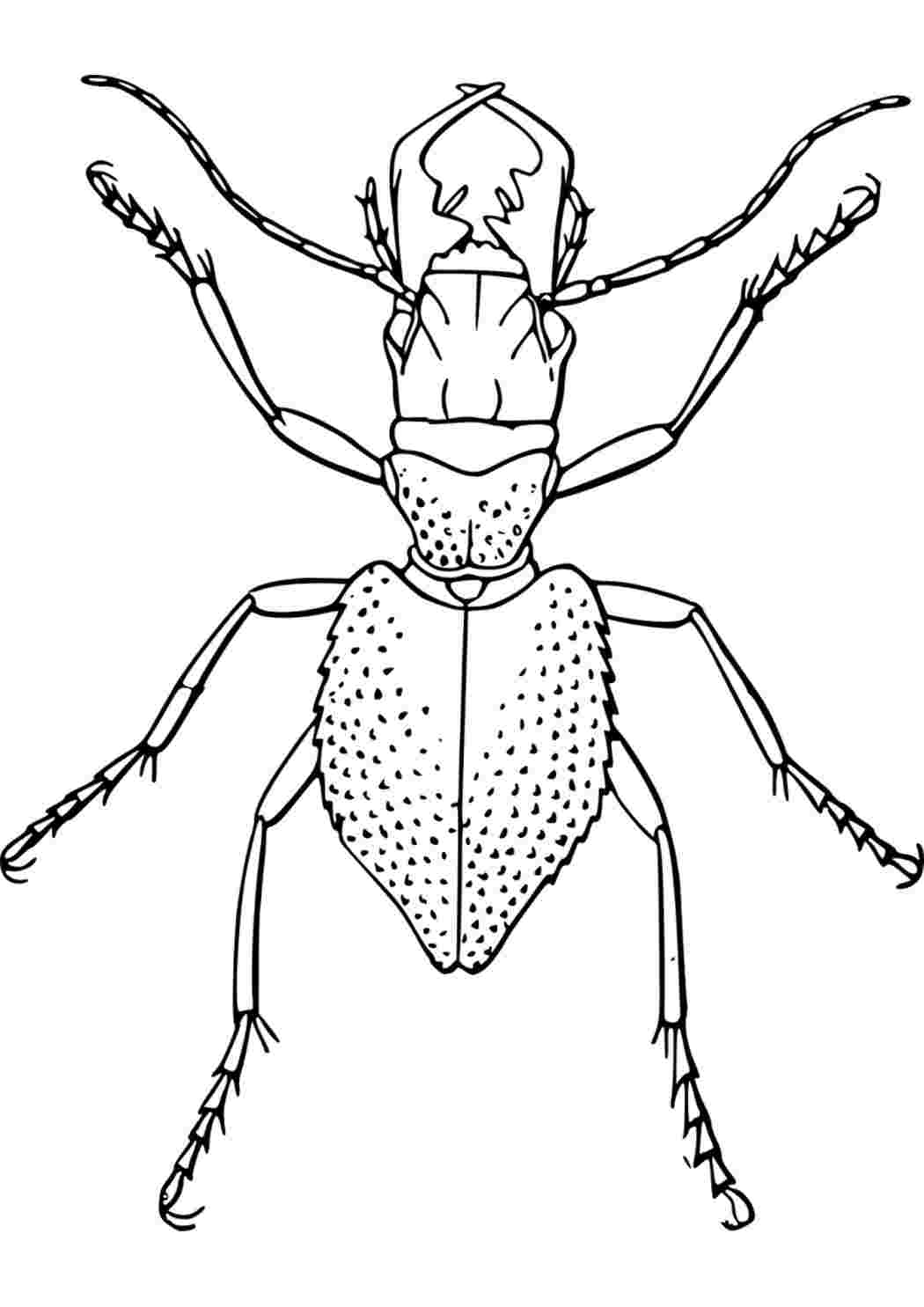 насекомые жуки. Скачать раскраски.