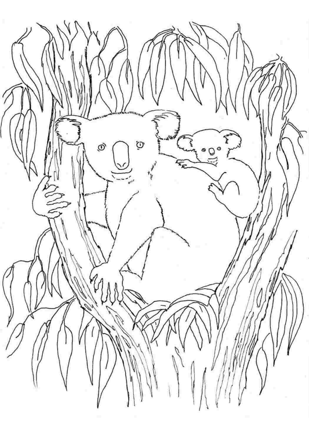 Раскраски медведь коала для детей