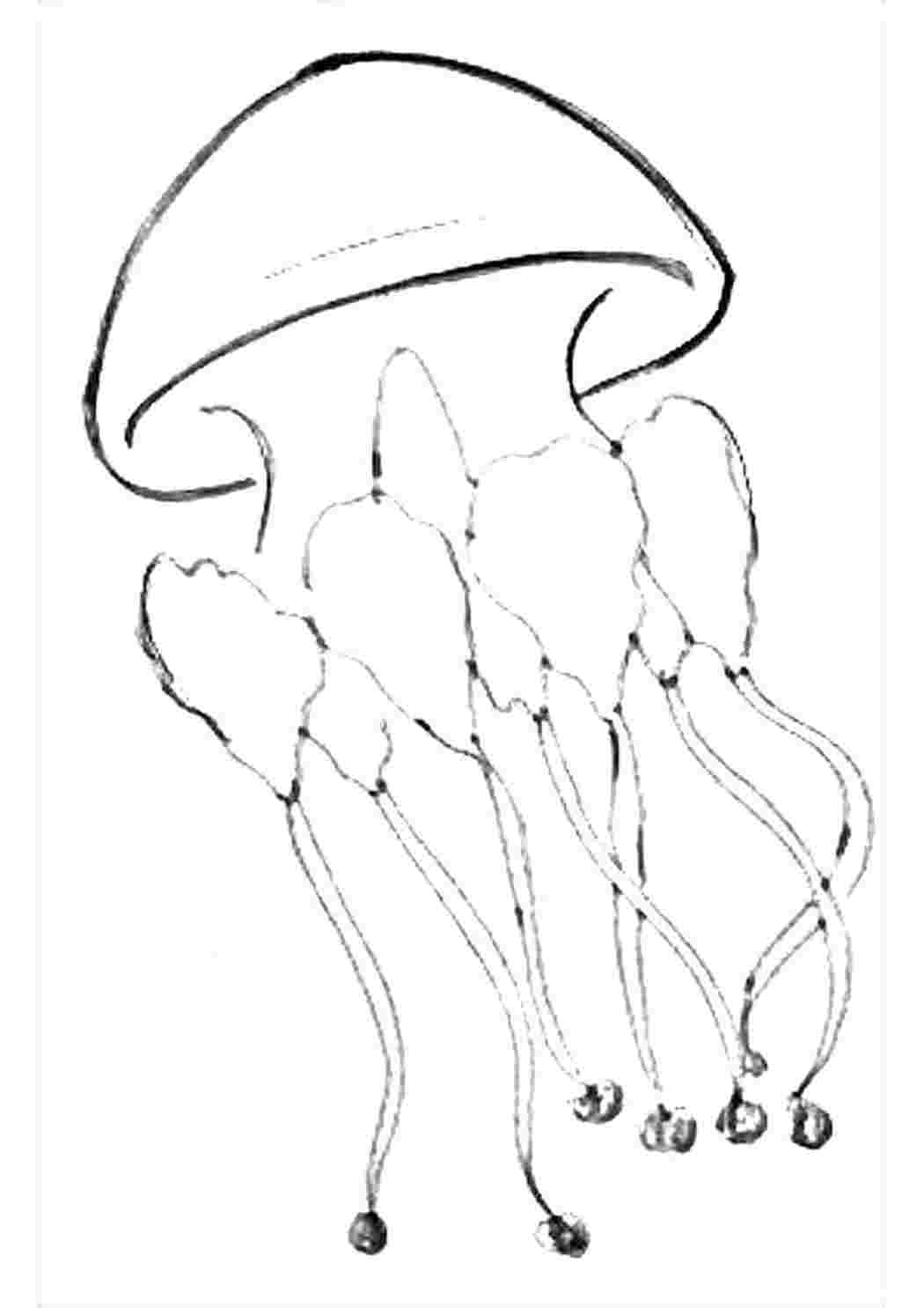 Раскраски раскраски животные раскраска медуза. Раскраски для развития. раскраски животные раскраска медуза. Обучающие раскраски.