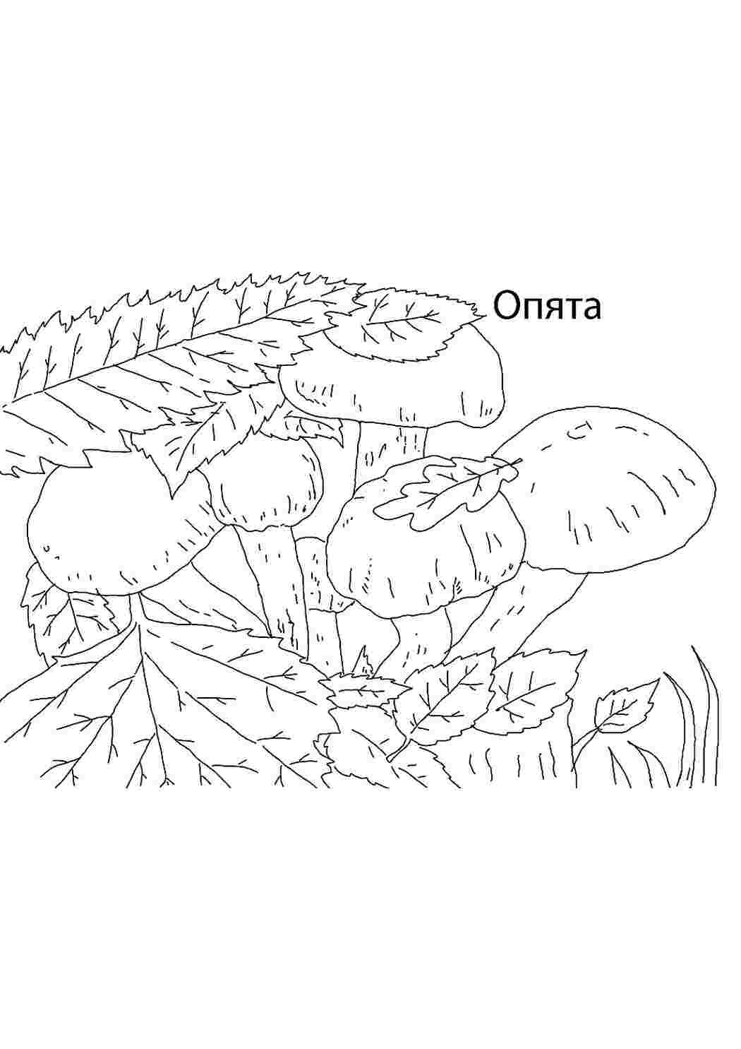 Раскраски раскраска опята. Развивающие раскраски. раскраска опята. Хорошие раскраски.