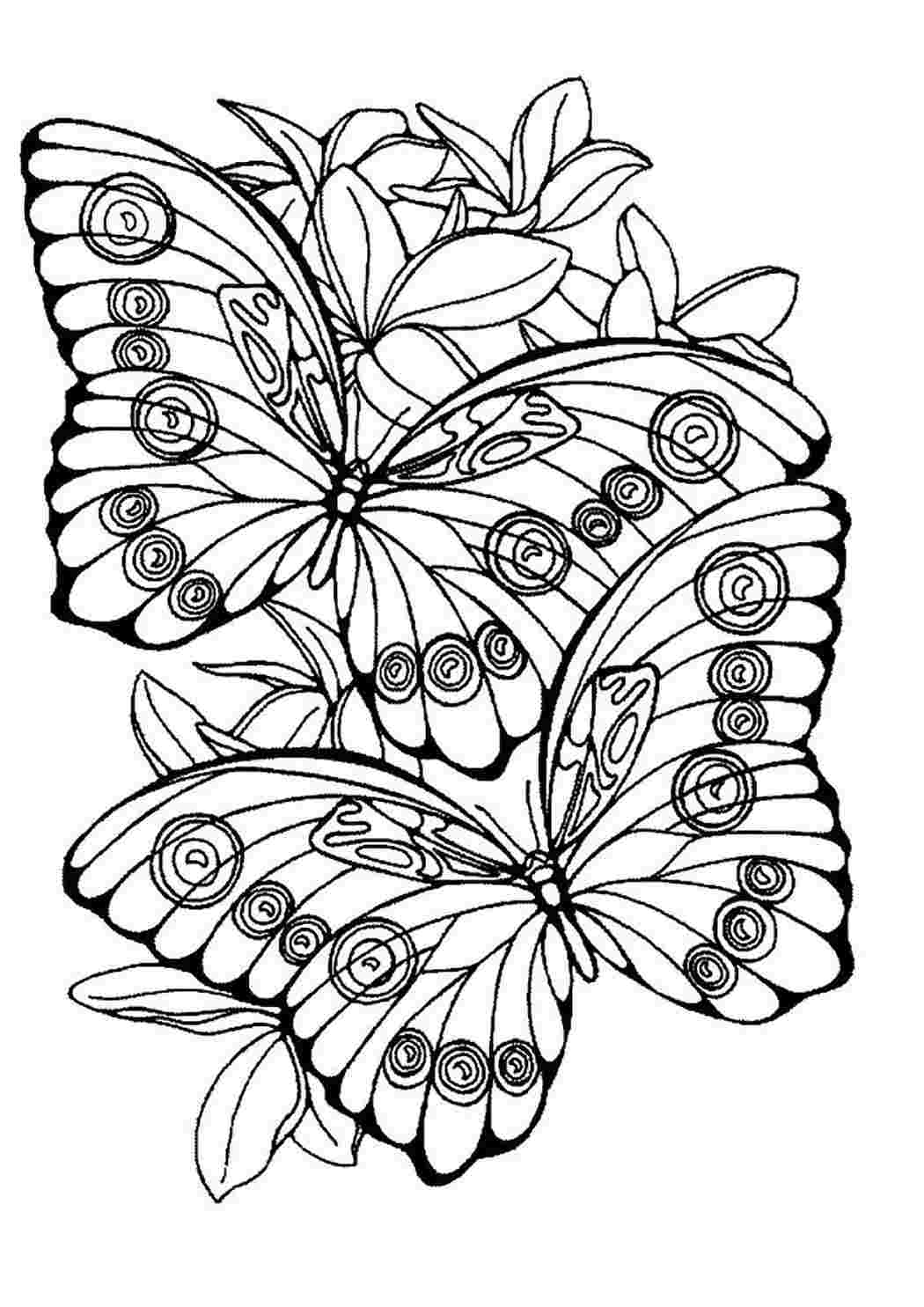 Раскраски Бабочки