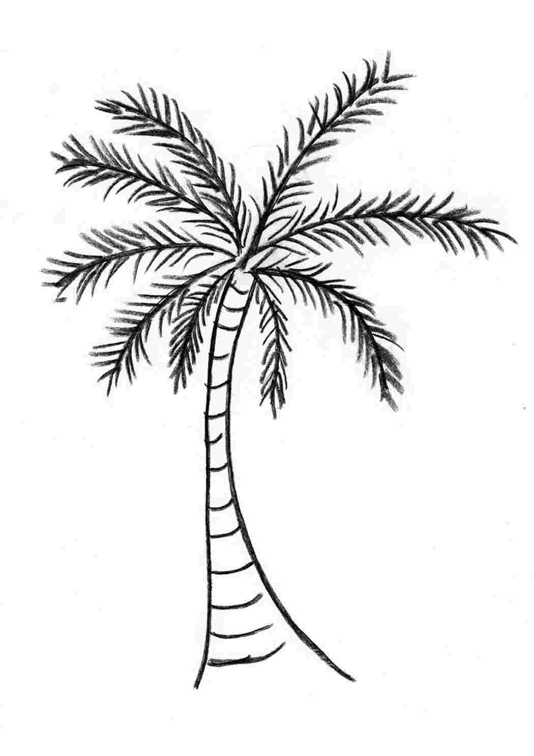 Раскраски раскраски природа раскраска пальма. Печатать раскарску. раскраски природа раскраска пальма. Интересные раскраски.