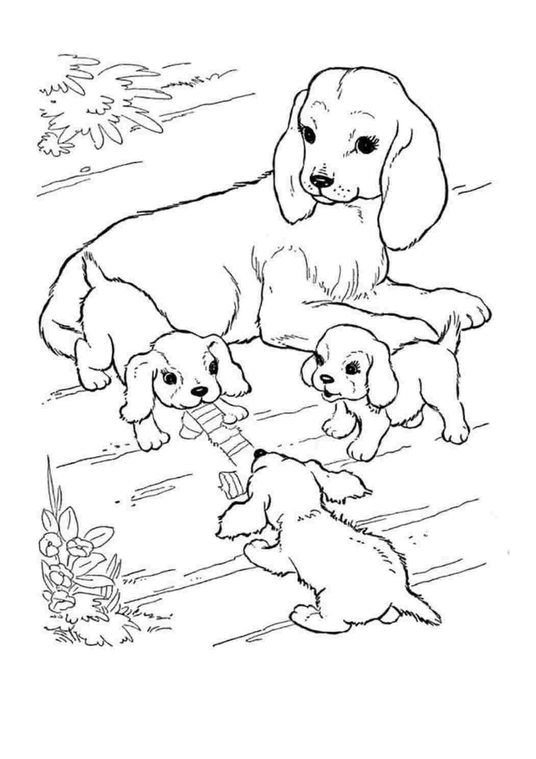 Раскраски Собаки и щенки распечатать на А4