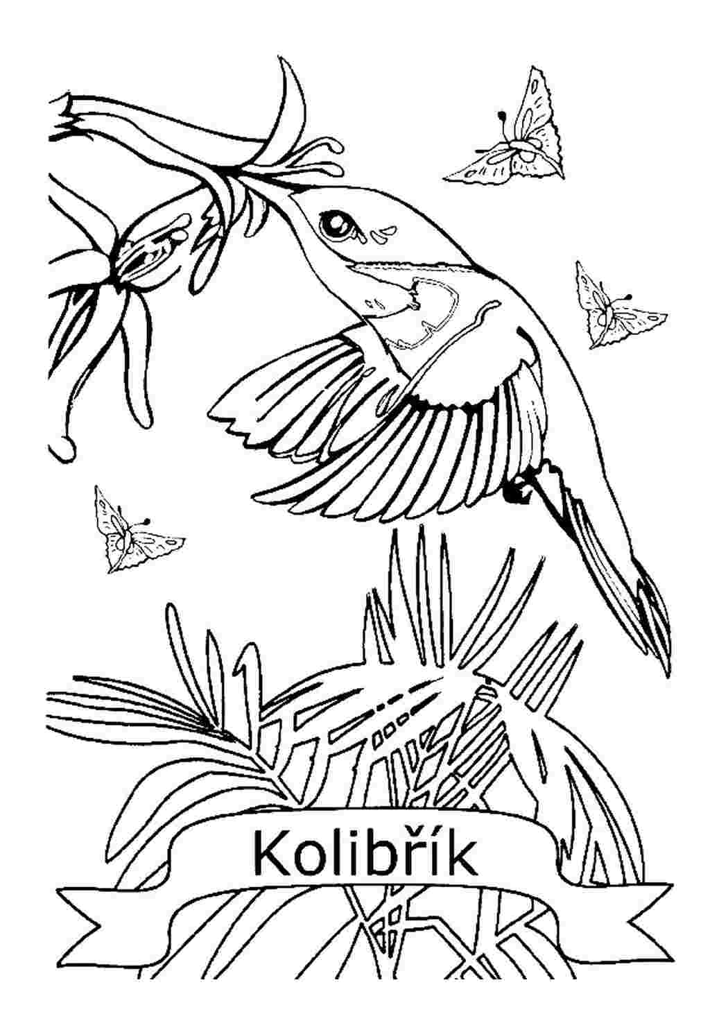 Раскраска Раскраска колибри распечатать. Бесплатные раскраски.