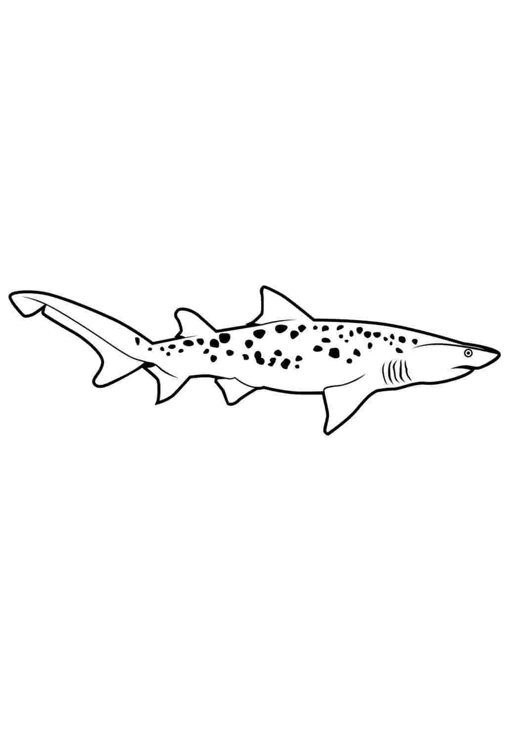 Раскраски море акулы. Разукраска. море акулы. Черно белые раскраски.