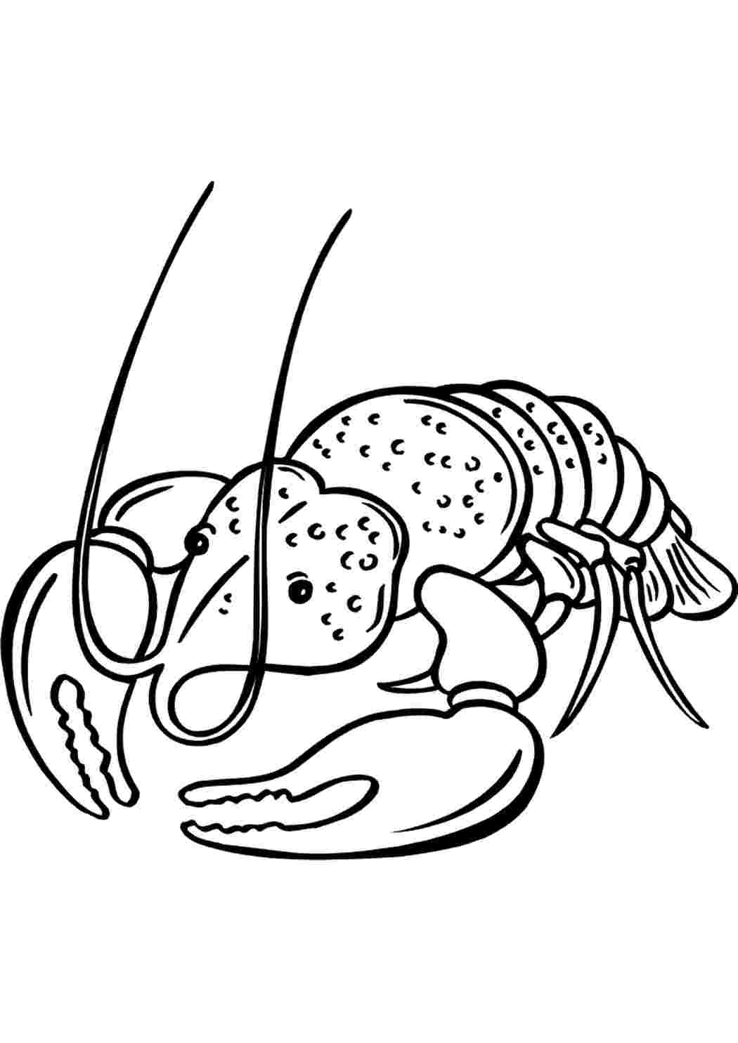 Раскраски Рак с усами. Бесплатно найти раскраску. Рак с усами. Разукрашка.