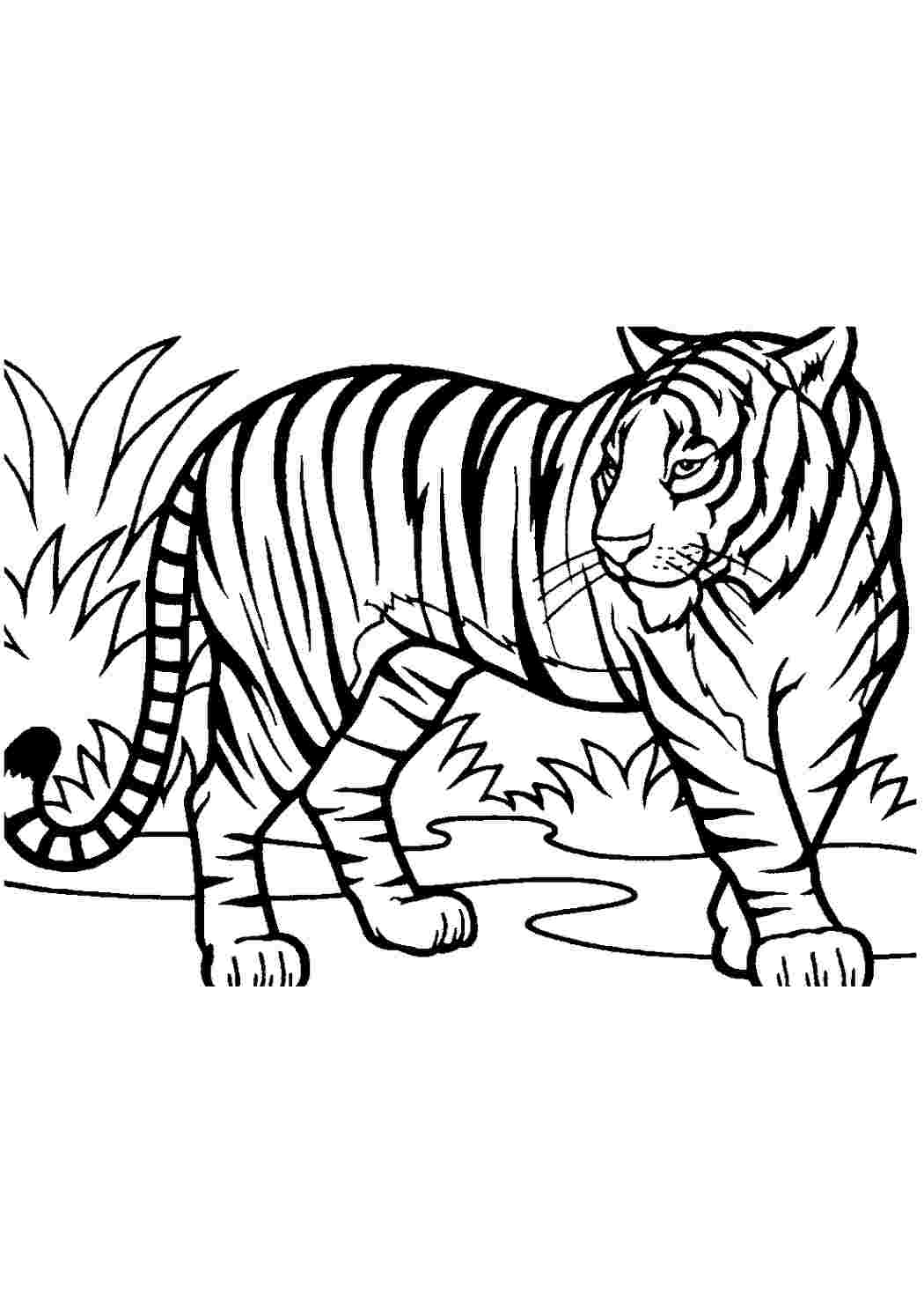 тигр раскраска для детей распечатать на новый год | Дзен