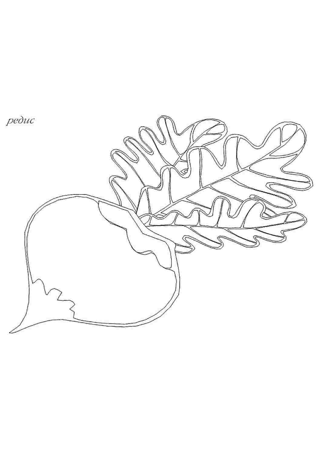 раскраска редиска. Черно белые раскраски.