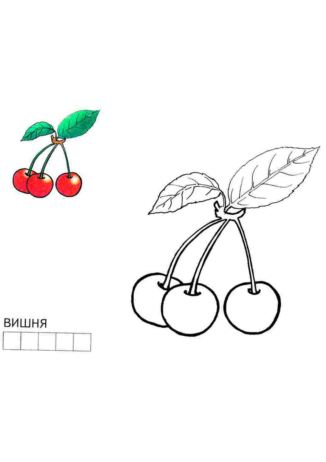 раскраска вишня. Интересные раскраски.