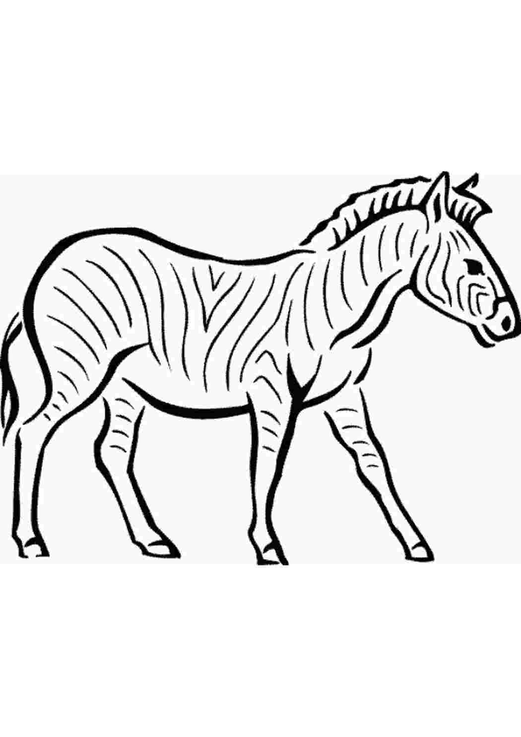 Какого цвета зебра? Книжка-раскраска | | книга
