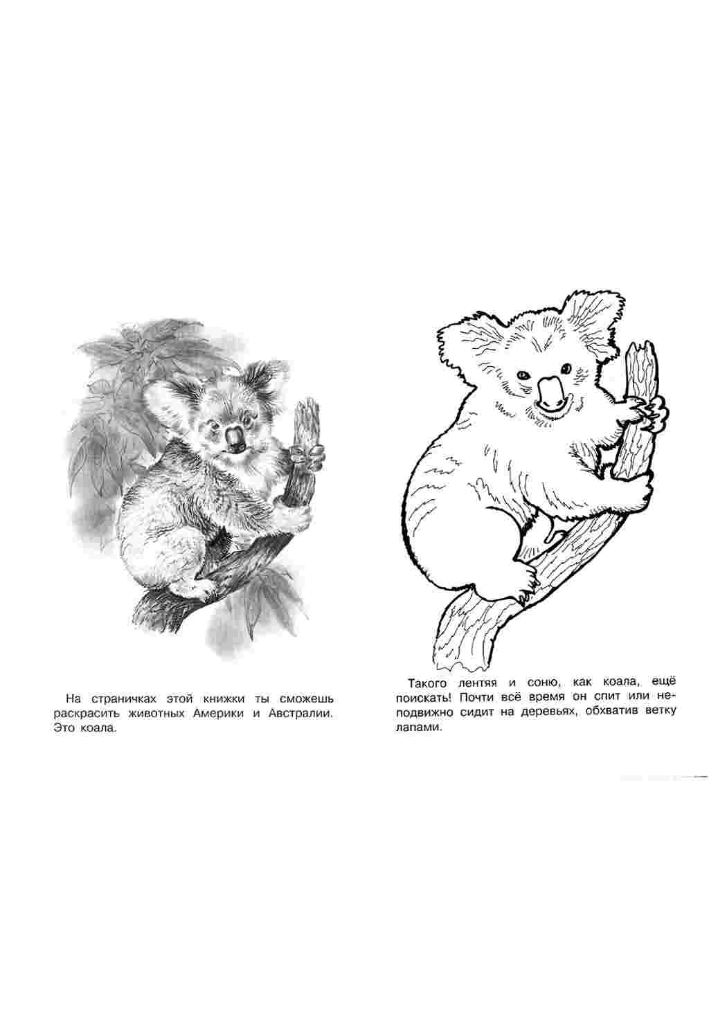 раскраска коала. Раскраски для развития.