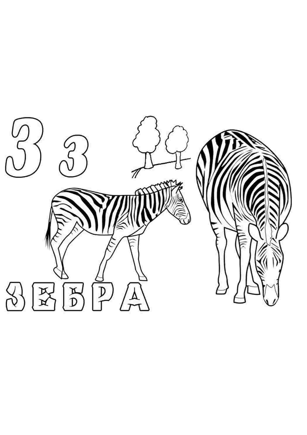 Раскраска зебра – Развивающие иллюстрации