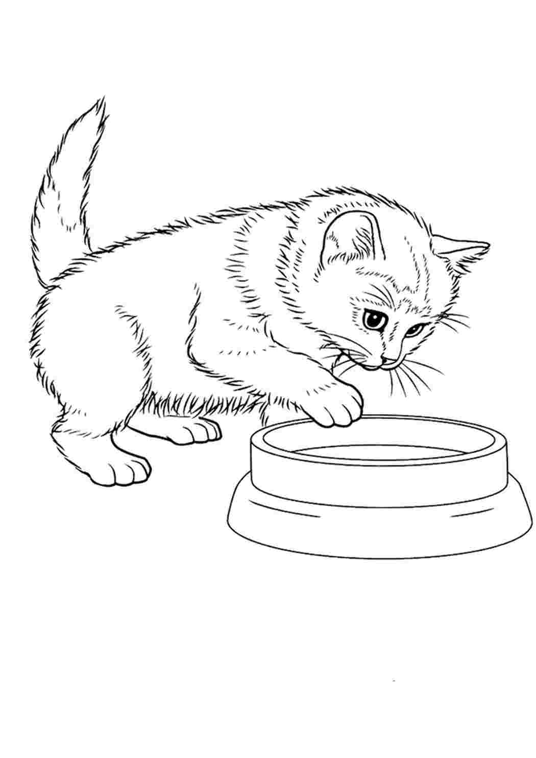 Распечатать раскраски кошек, рисунки кошек, картинки кошек