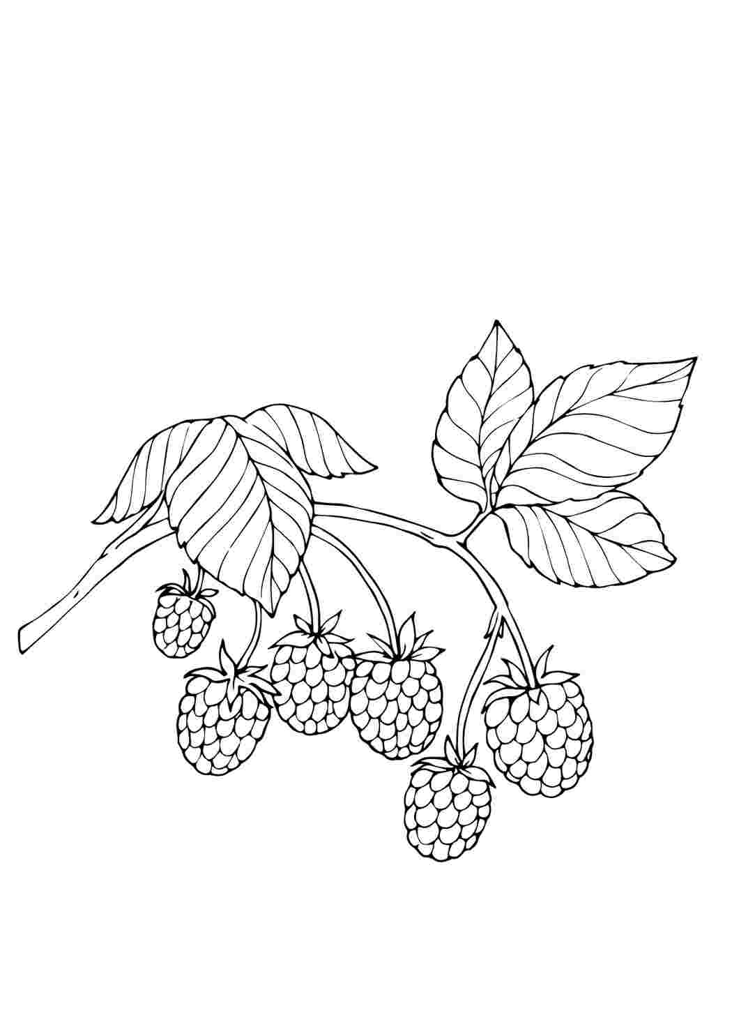 Раскраски раскраска ягоды. Распечатать раскраски на сайте. раскраска ягоды. Бесплатно найти раскраску.