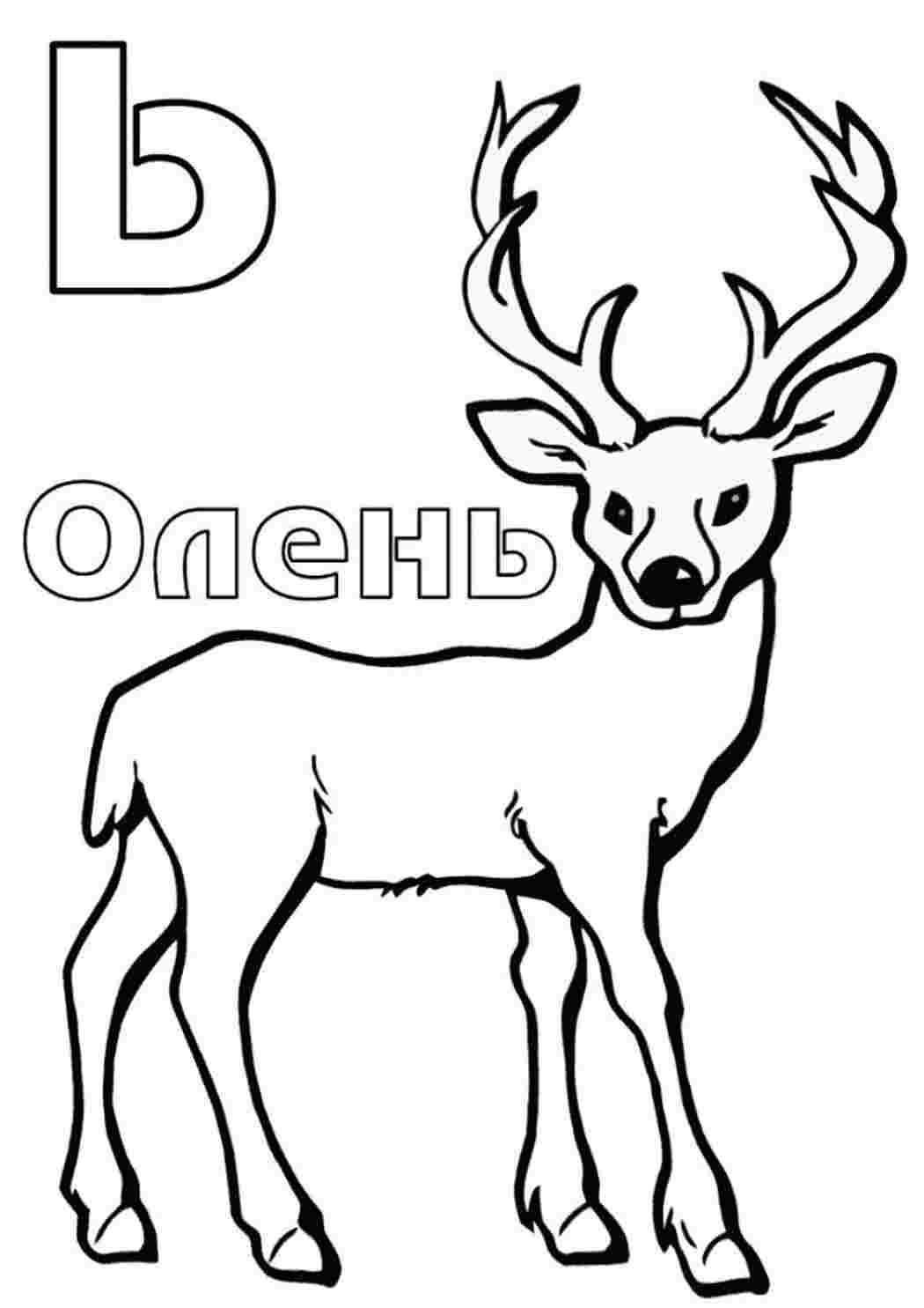 Буква мягкий знак "Ь" оленЬ. Скачать раскраски бесплатно.
