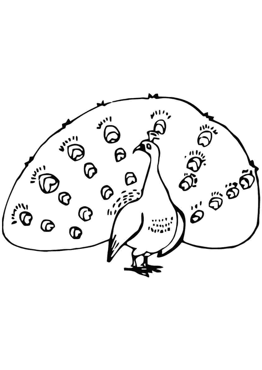 Раскраски павлин. Красивые раскраски. павлин. Раскраска для печати.